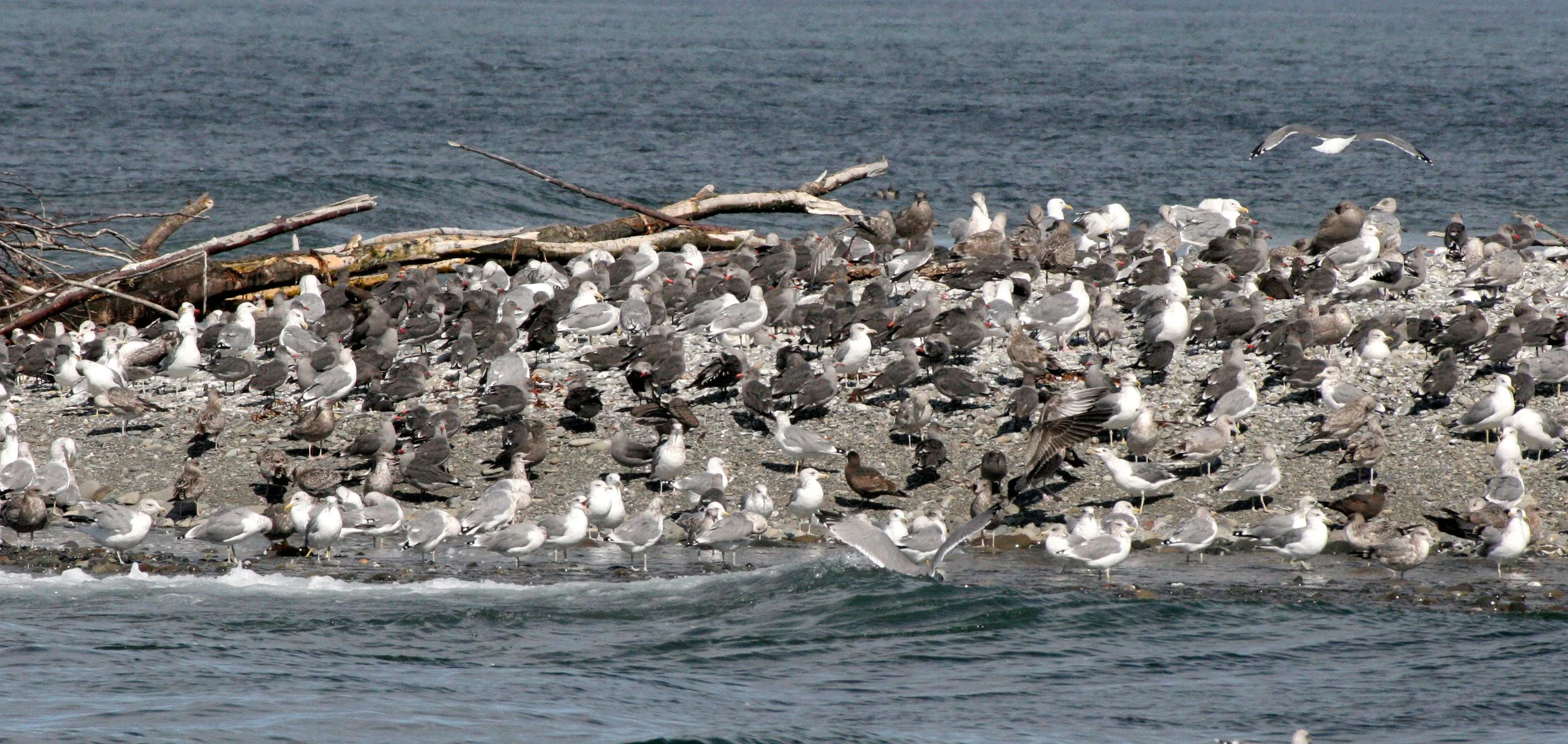 BIRD - GULL - HEERMANN'S GULL - ELWHA RIVER MOUTH.JPG