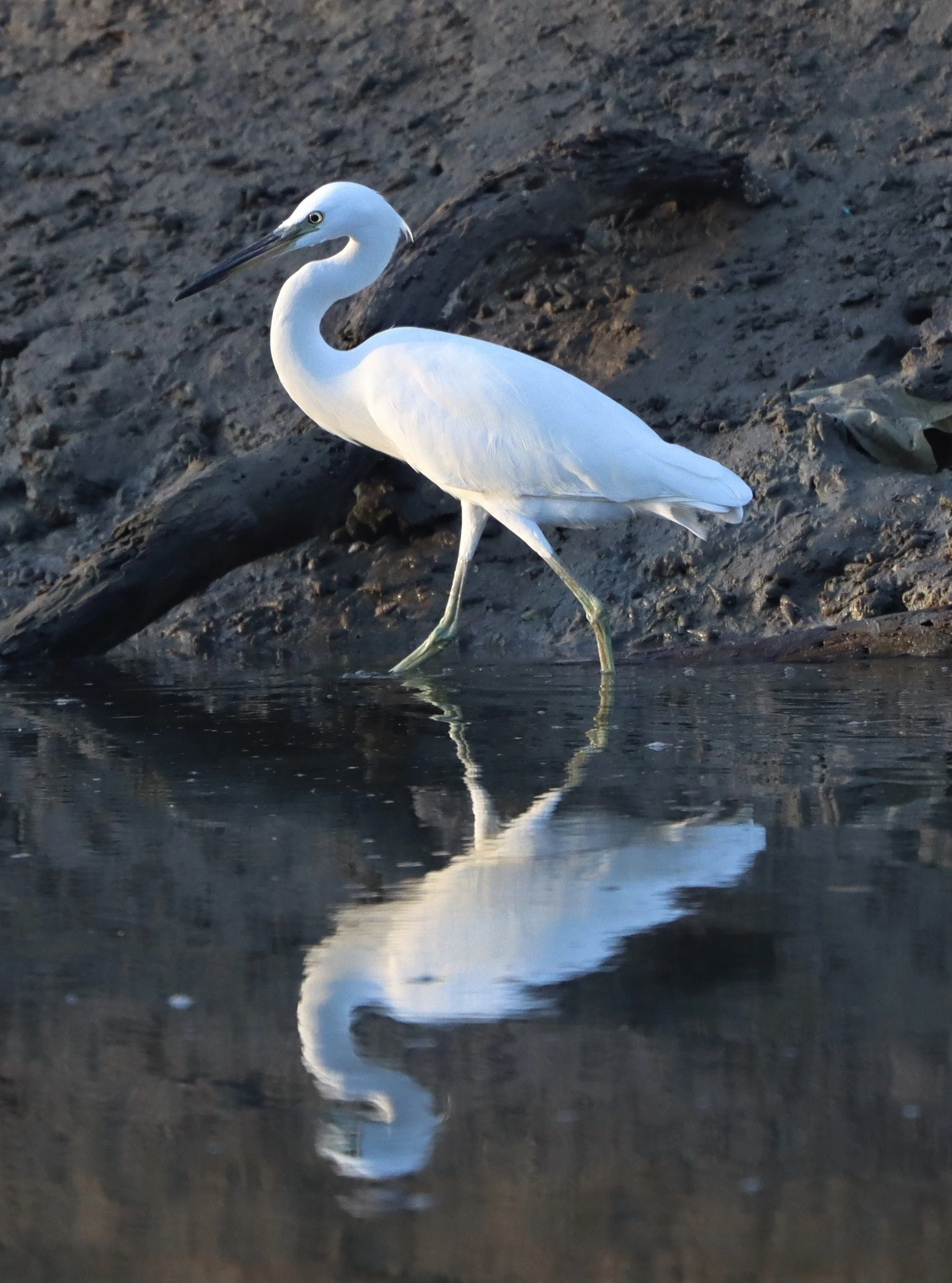 EGRET - CHINESE EGRET - Egretta eulophotes - LAEM PAK BIA PETBURI (60).jpg
