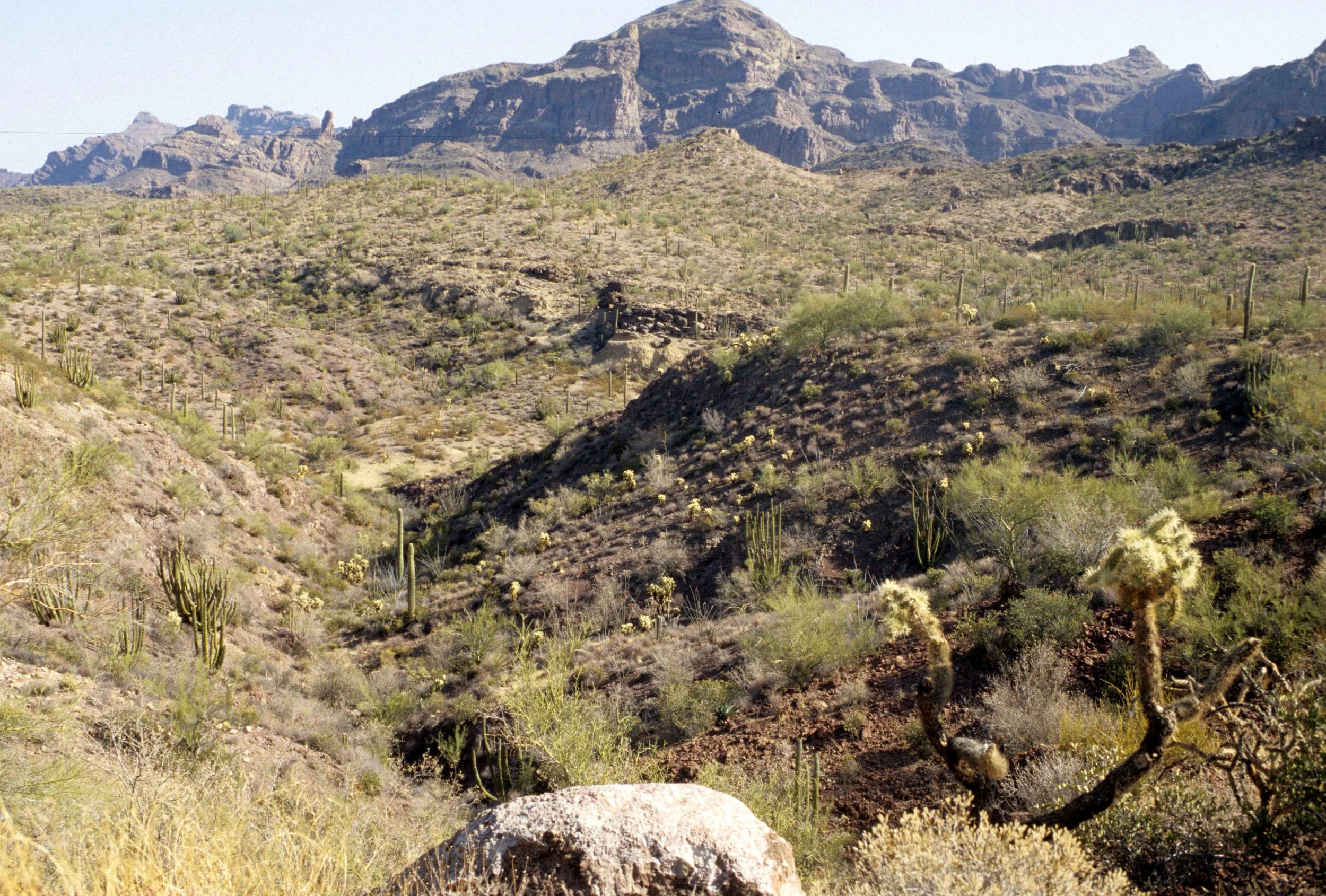 ORGAN PIPE CACTUS NP - CACTACEAE WOODLAND.jpg