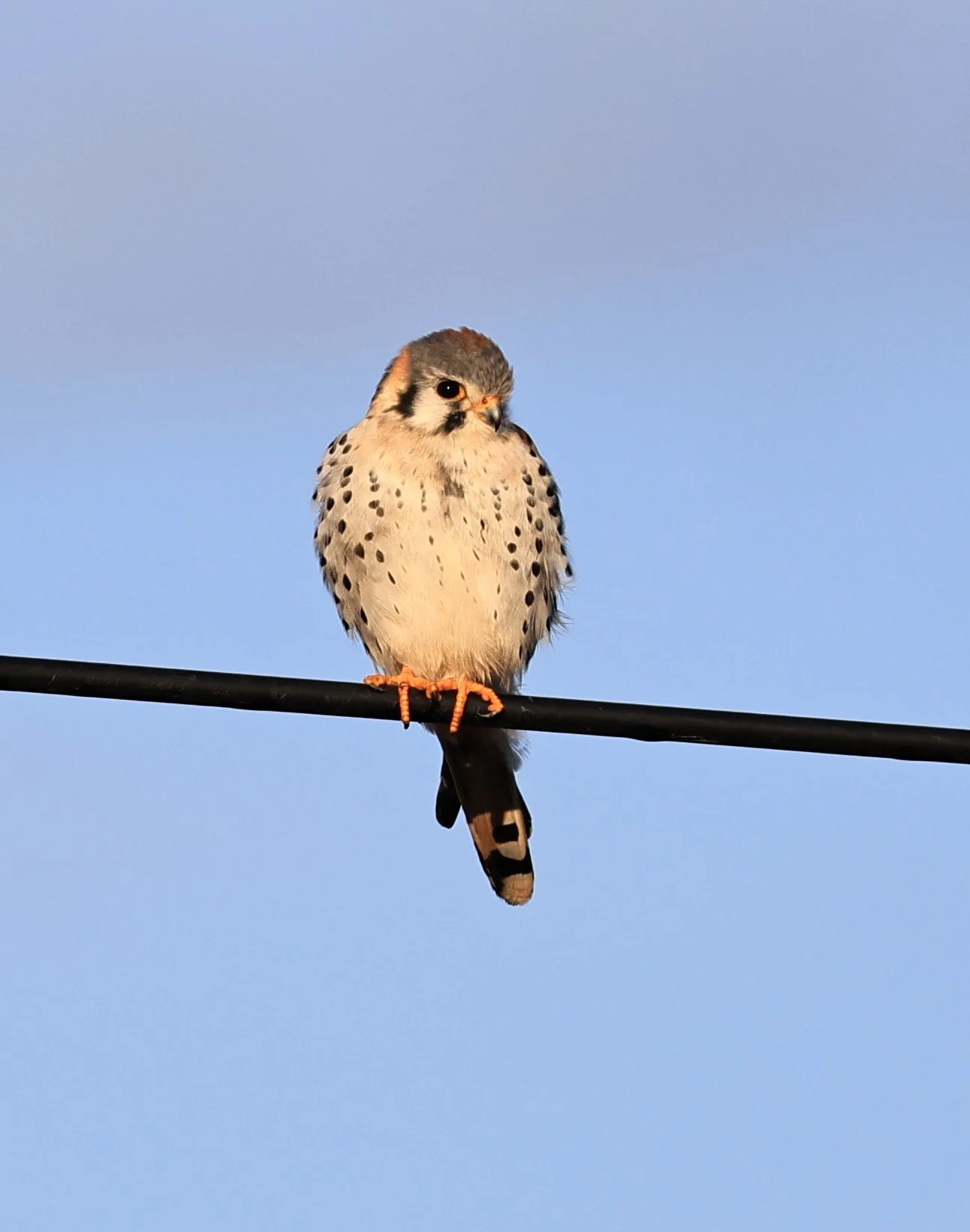 American Kestrel (Falco sparverius) Aurora Chaquena Reserve, Neuland Mennonite Colony Paraguay (1).jpg