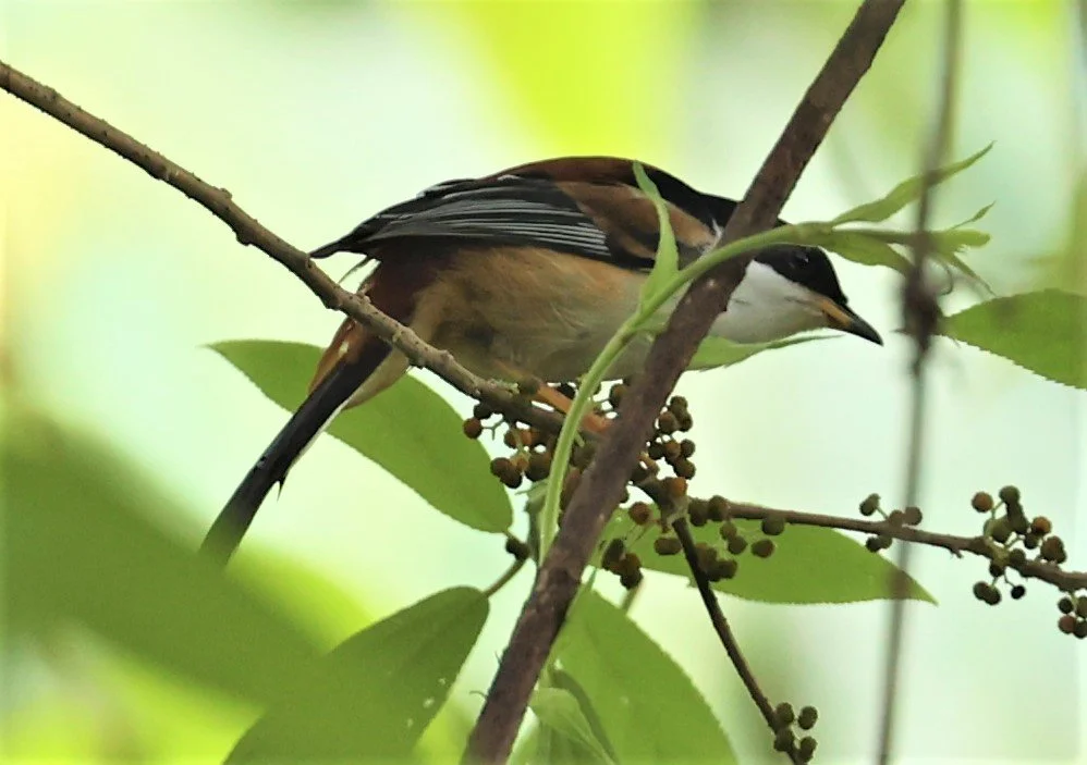 SIBIA - RUFOUS-BACKED SIBIA - Leioptila annectens - DOI LANG WEST, DOI PHA HOM KHA NP, CHIANG MAI DEC 2021 (18).jpg