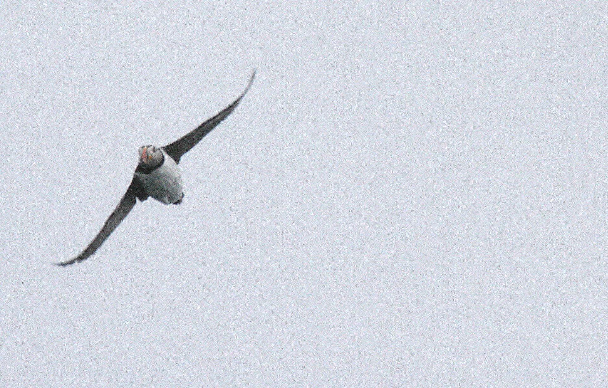 Fratercula arctica - ATLANTIC PUFFIN - SVALBARD (25).jpg