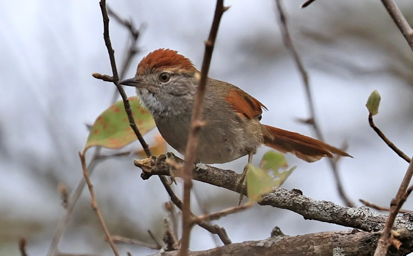 Sooty-fronted Spinetail (Synallaxis frontalis) La Patria Sideroads Paraguay