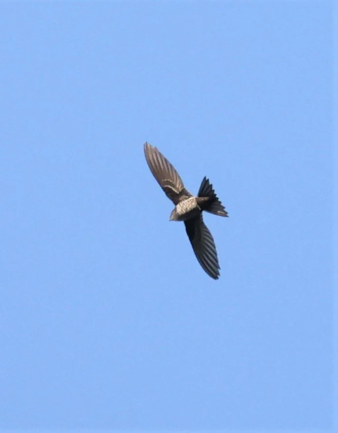 Cook's Swift (Apus cooki) Doi Ang Khang Chiang Mai (8).jpg