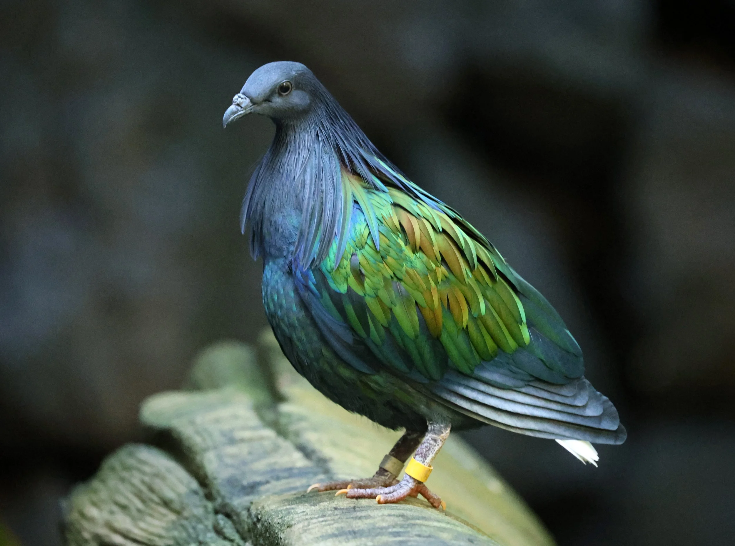 Nicobar Pigeon (Caloenas nicobarica) Koala Trail Road and Locations South of Brisbane - Queensland (12).jpg