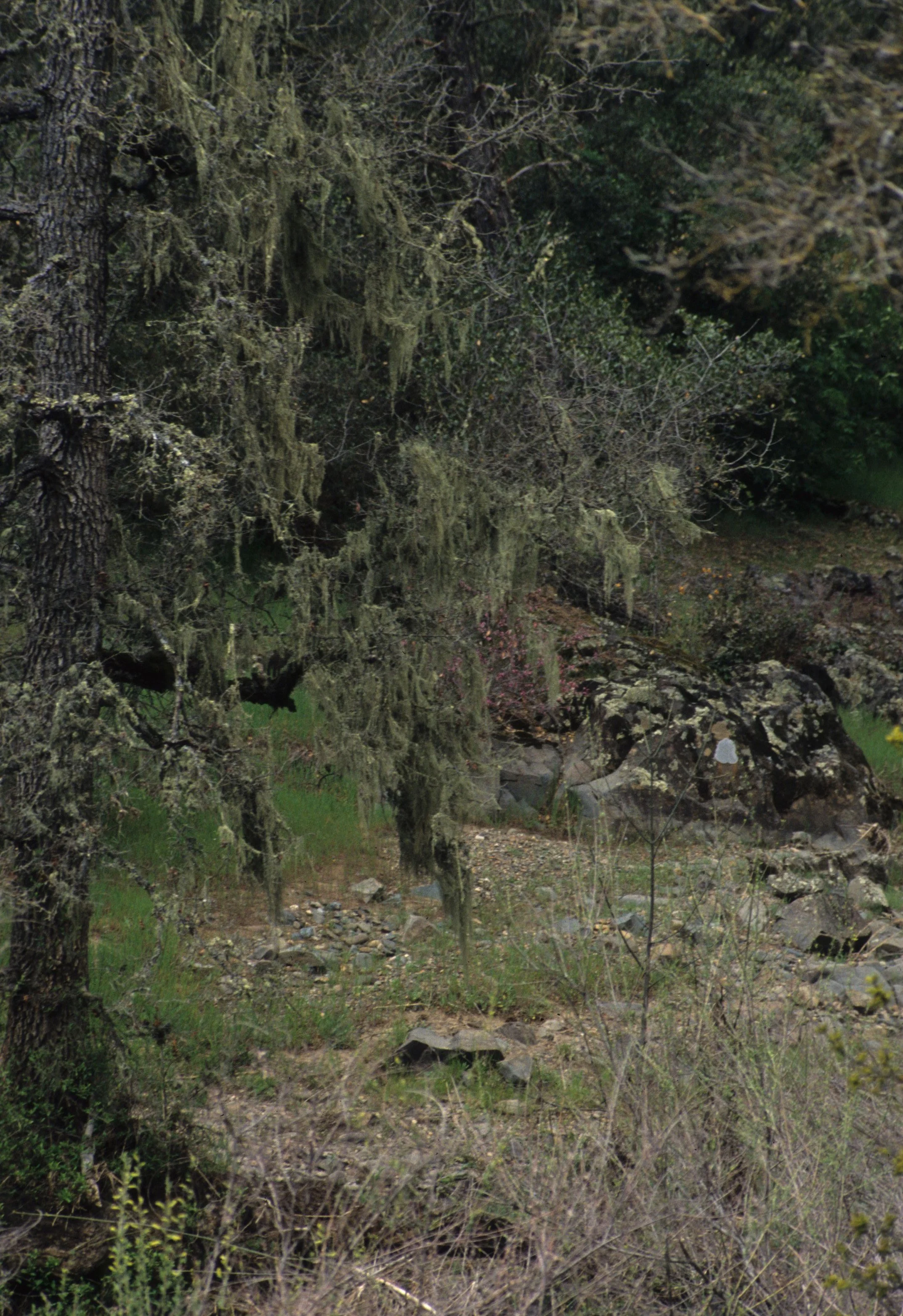 AMERICAN RIVER - MIXED COMMUNITY.jpg