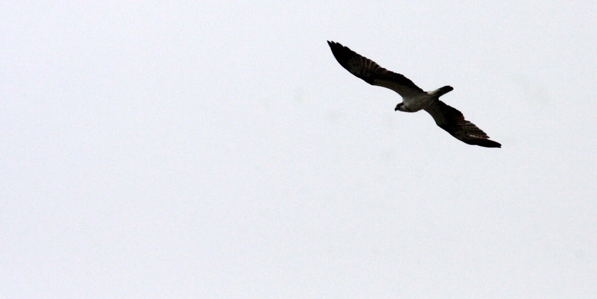 Pandion haliaetus - OSPREY - SHIMOKITA PENINSULA KAWAUCHI JAPAN (2).JPG