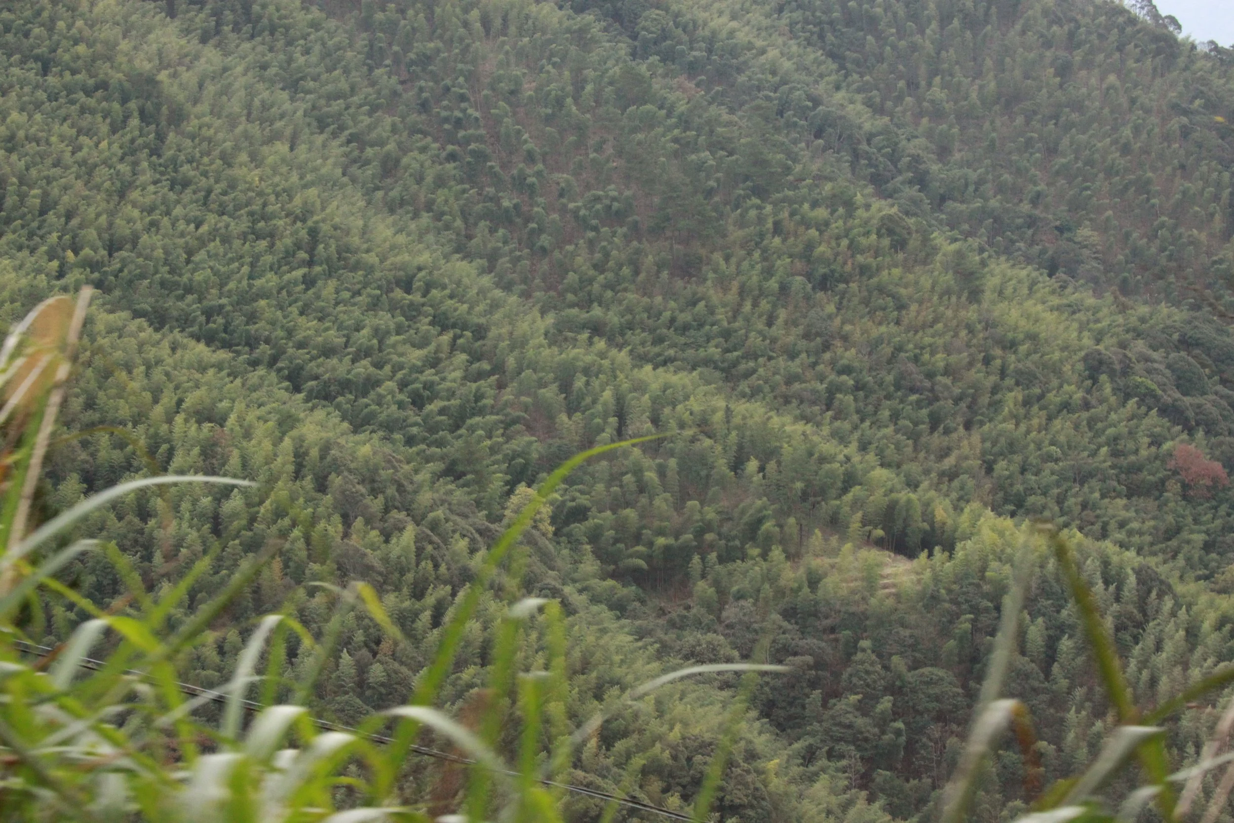 MEIHUASHAN - FUJIAN CHINA (14).JPG