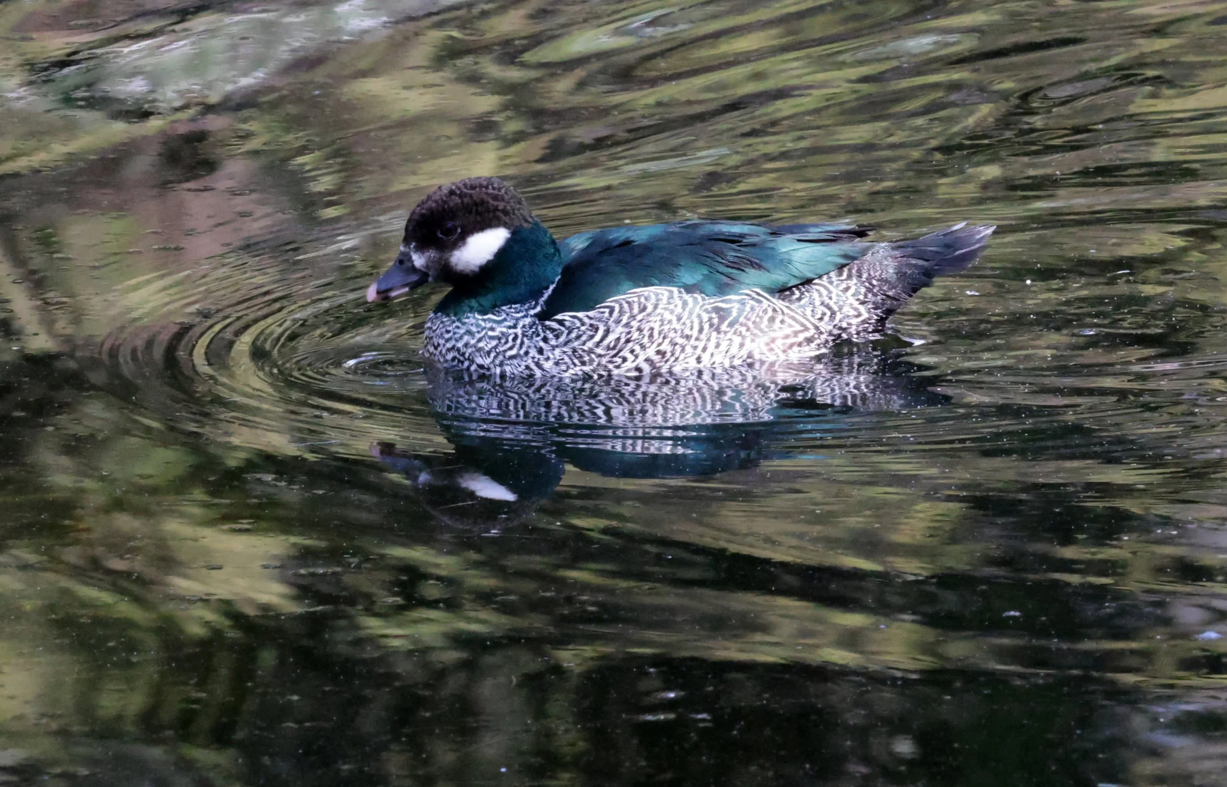 Green Pygmy-Goose (Nettapus pulchellus) Western Australia (15).jpg