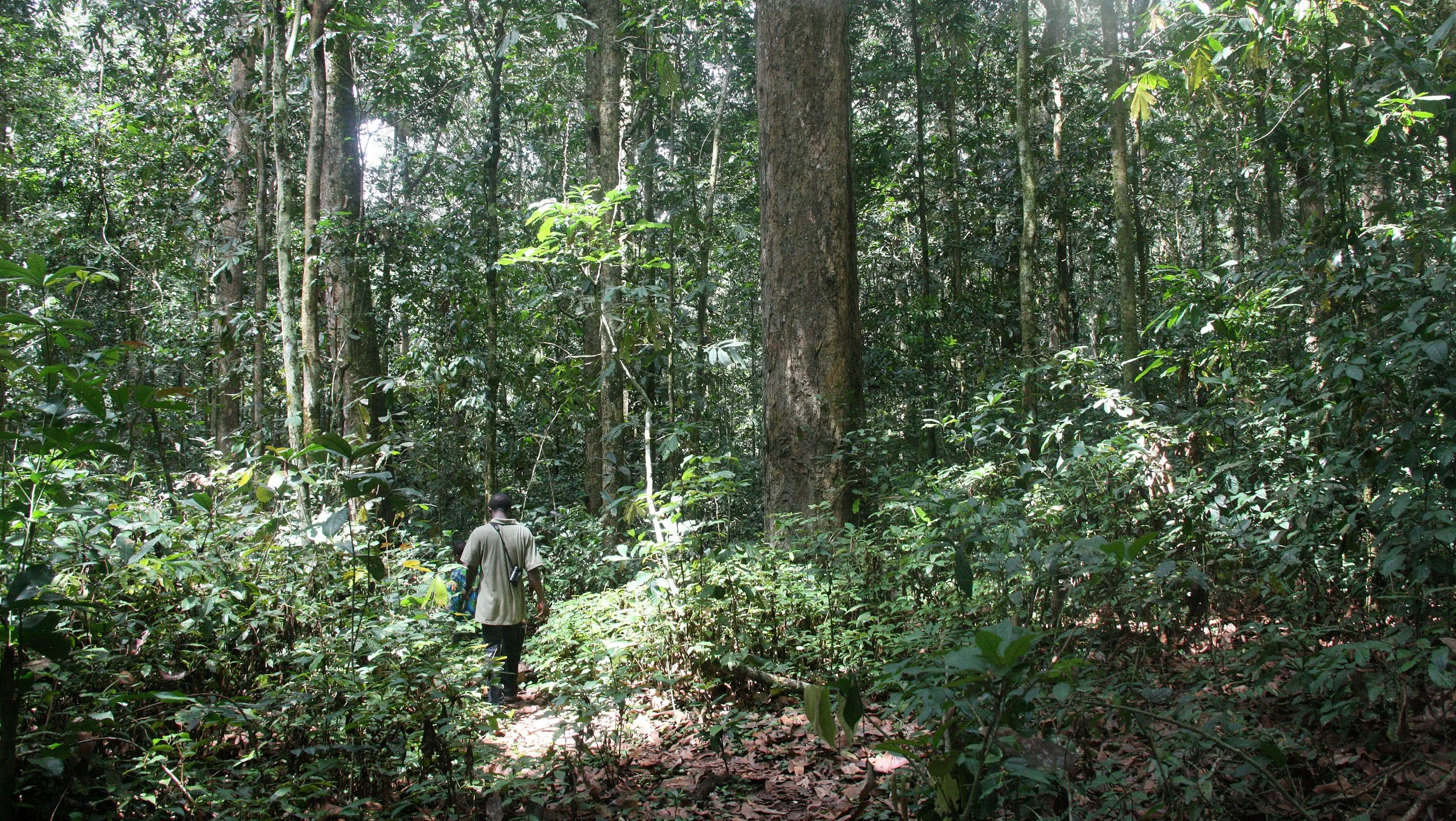 DZANGA NDOKI NATIONAL PARK CENTRAL AFRICAN REPUBLIC (59).JPG