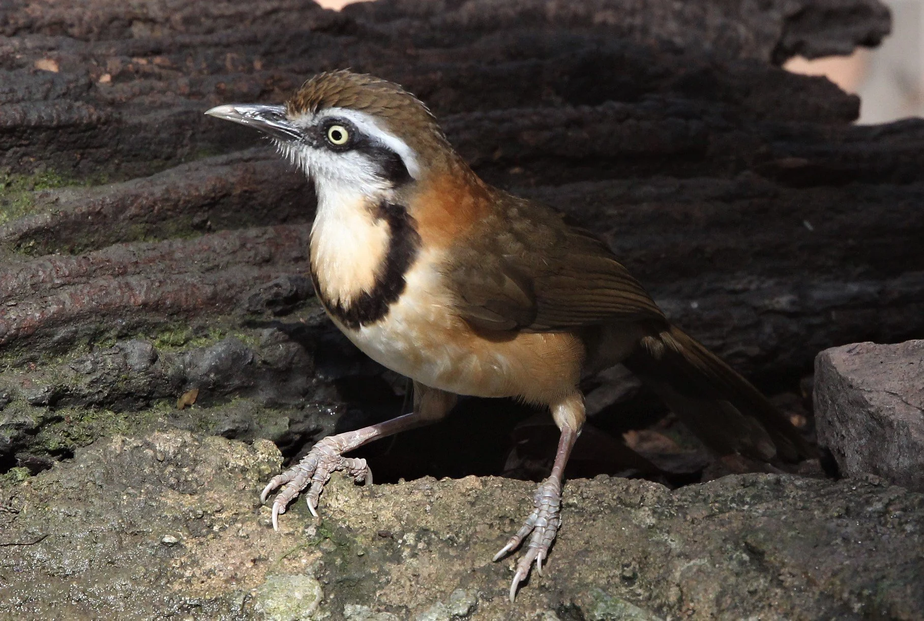 LAUGHINGTHRUSH - LESSER NECKLACED LAUGHINGTHRUSH - Garrulax monileger - LUNG SIN HIDE, KAENG KRACHAN L (5).jpg