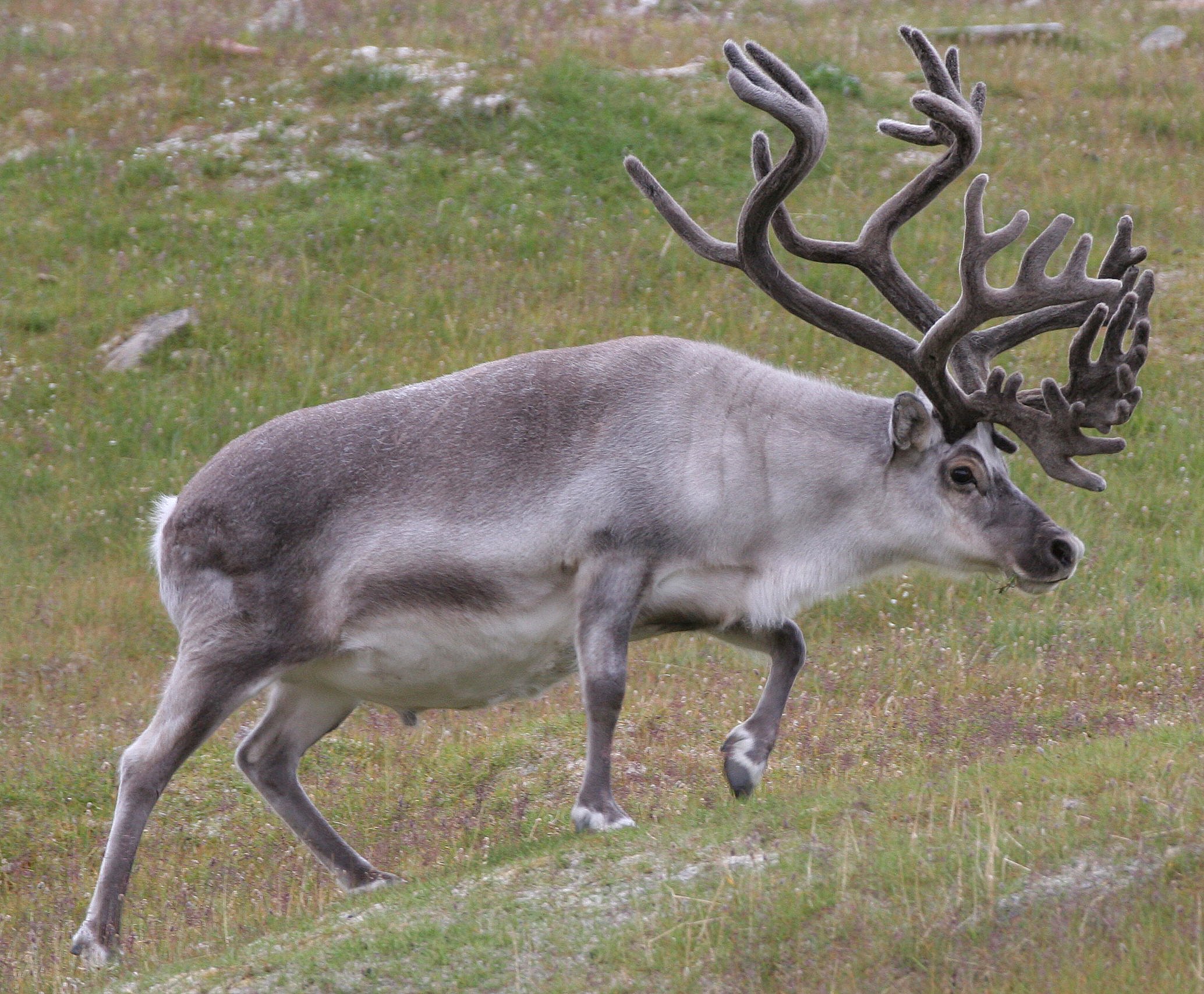 CERVID - CARIBOU - SVALBARD CARIBOU - SVALBARD (70).jpg