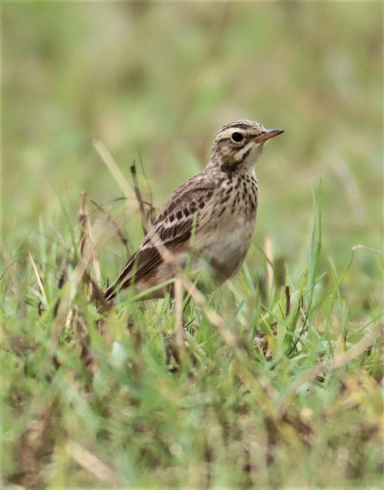 Paddyfield Pipit (Anthus rufulus) KHAO SAM ROI YOD NP (1).jpg