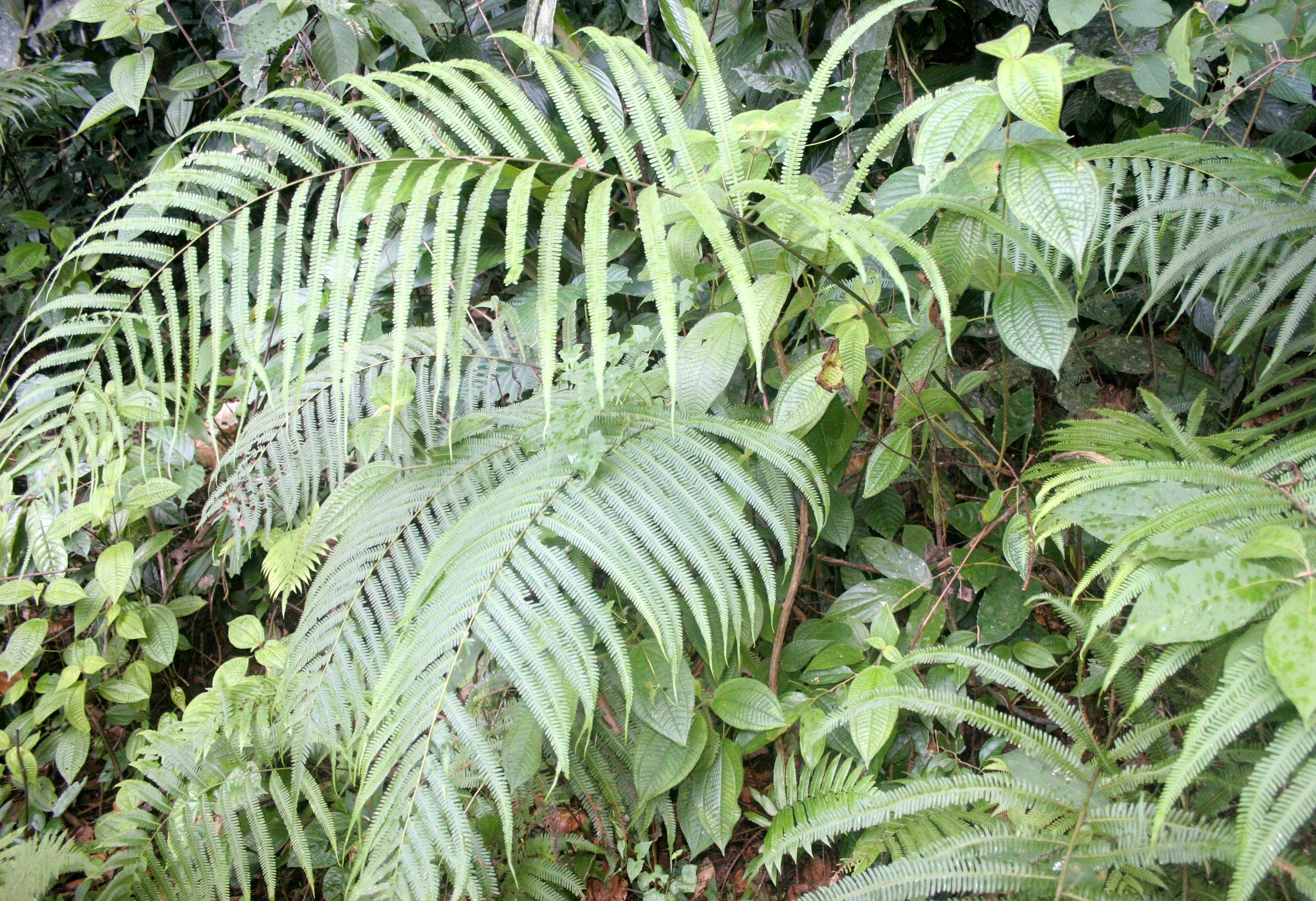 DANUM VALLEY BORNEO - FERN SPECIES.JPG