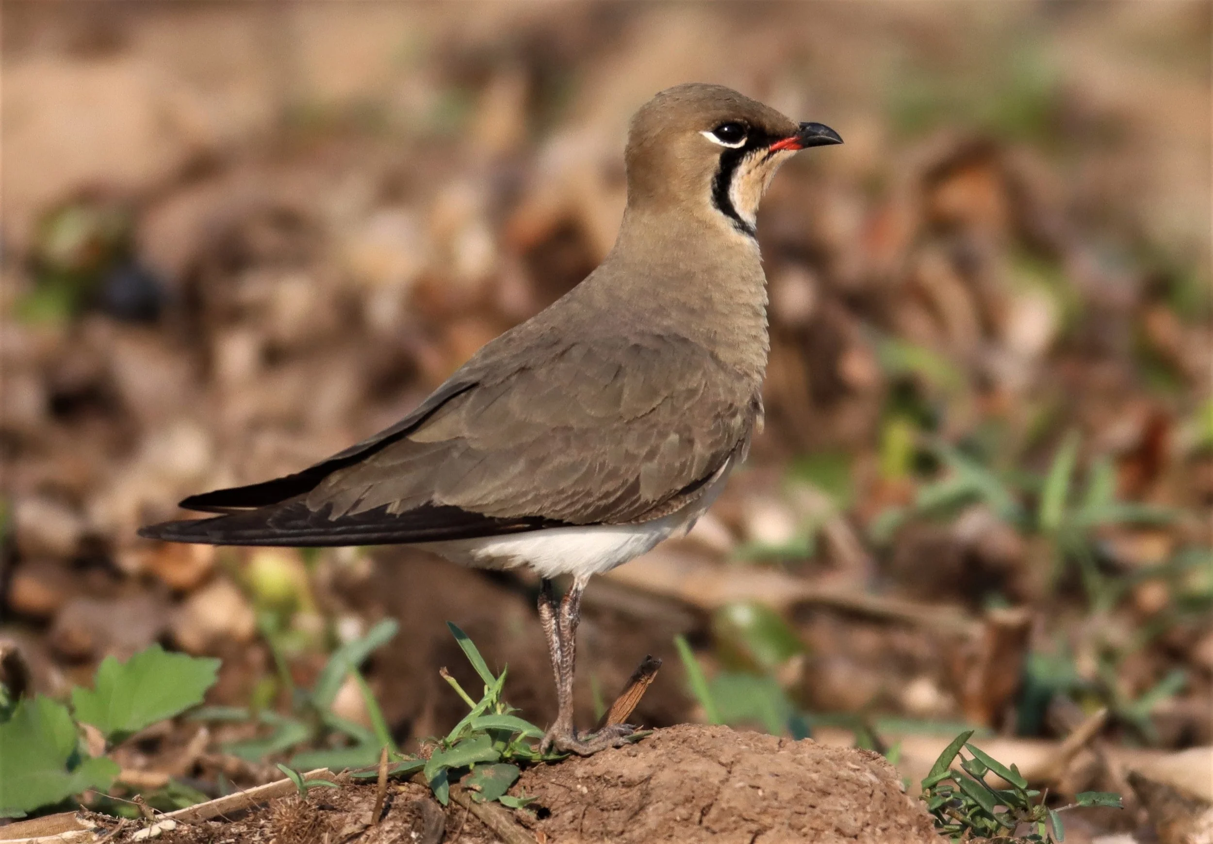 PRATINCOLE - ORIENTAL PRATINCOLE - Glaveola maldivarum -  LUMTAKONG LAKE PAK CHO (13).jpg