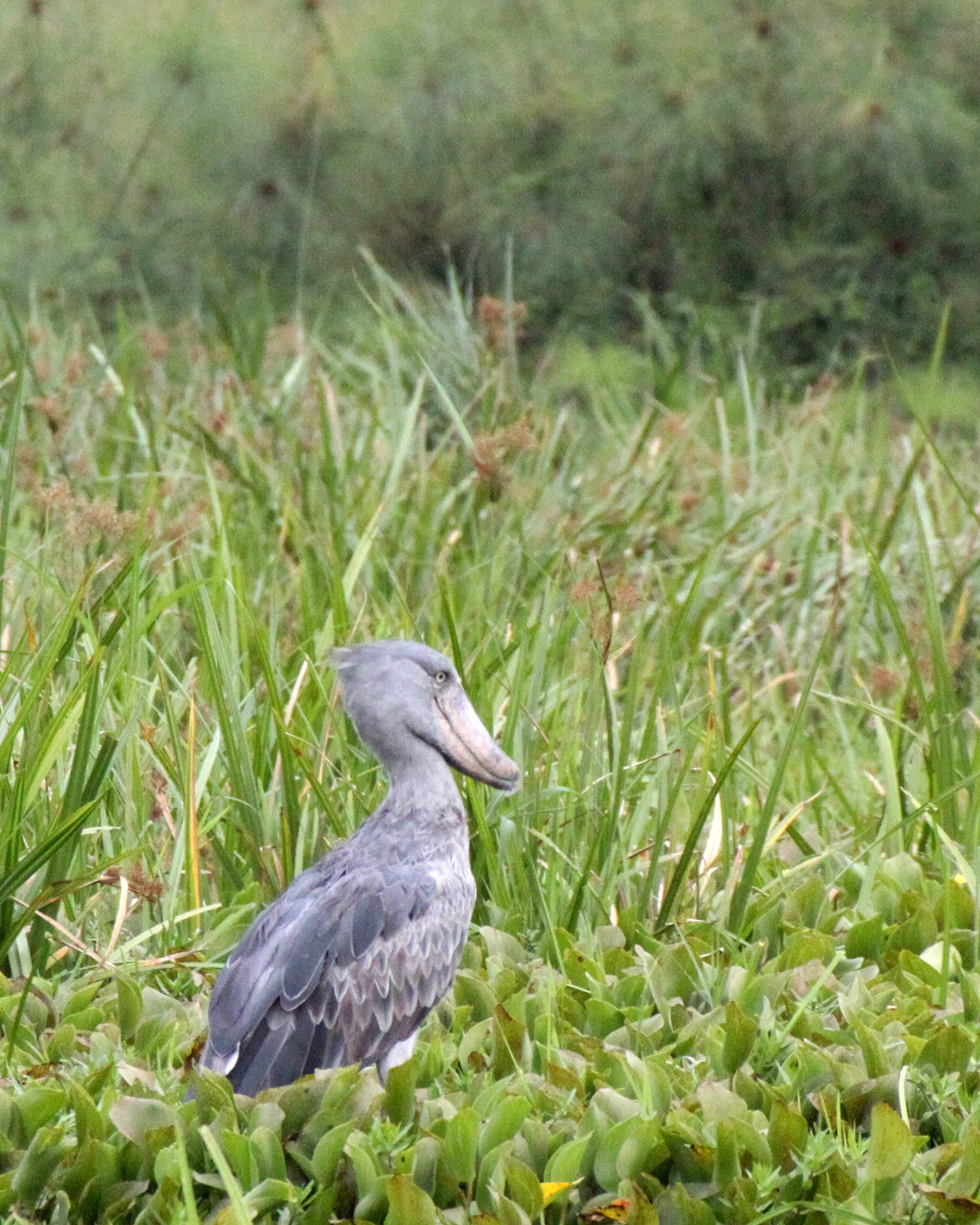 BIRD - STORK - SHOEBILL STORK - MURCHISON FALLS NP UGANDA (8).JPG