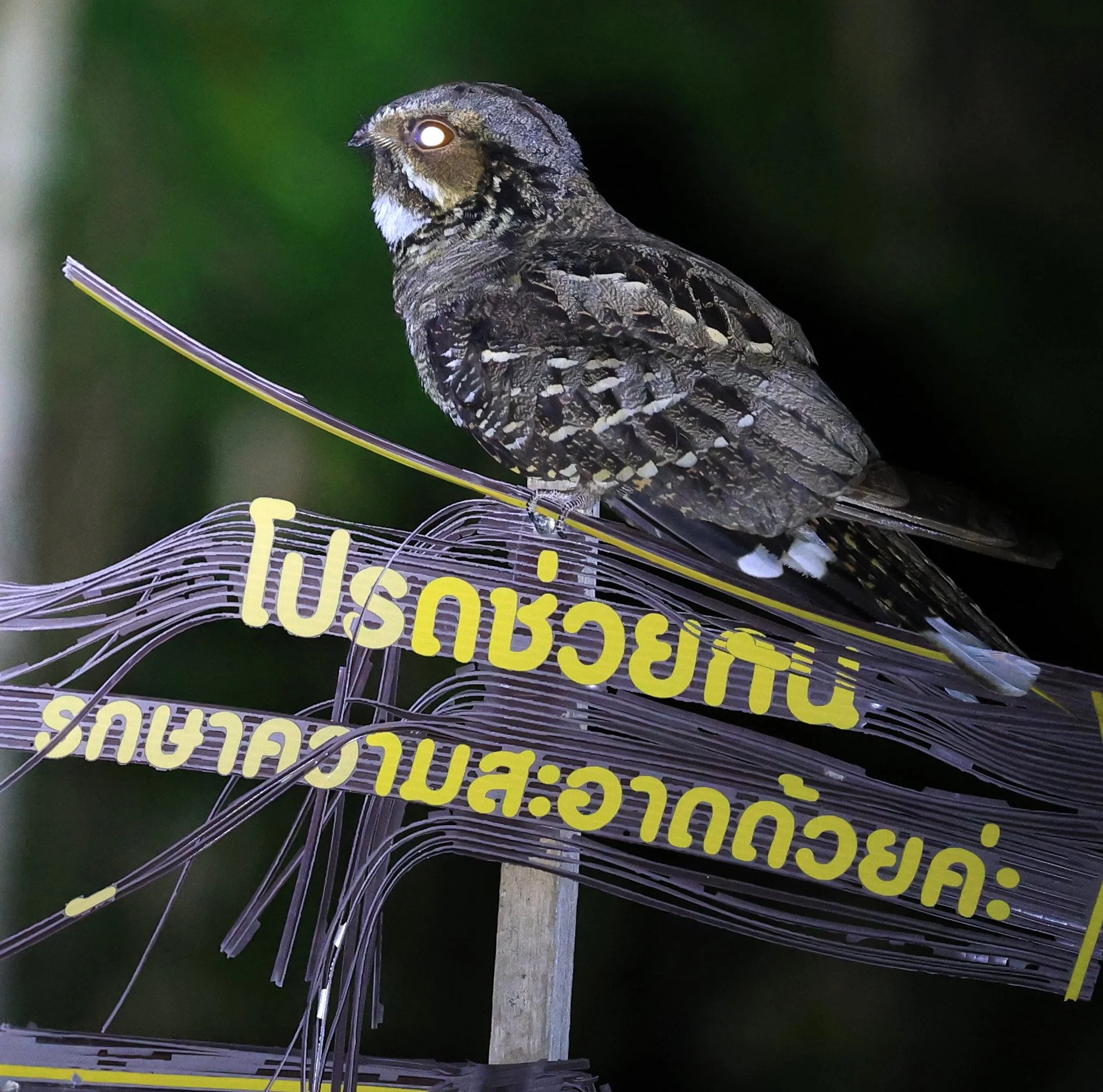 Large-tailed nightjar (Caprimulgus macrurus) Khao Yai National Park Thailand Feb 2026