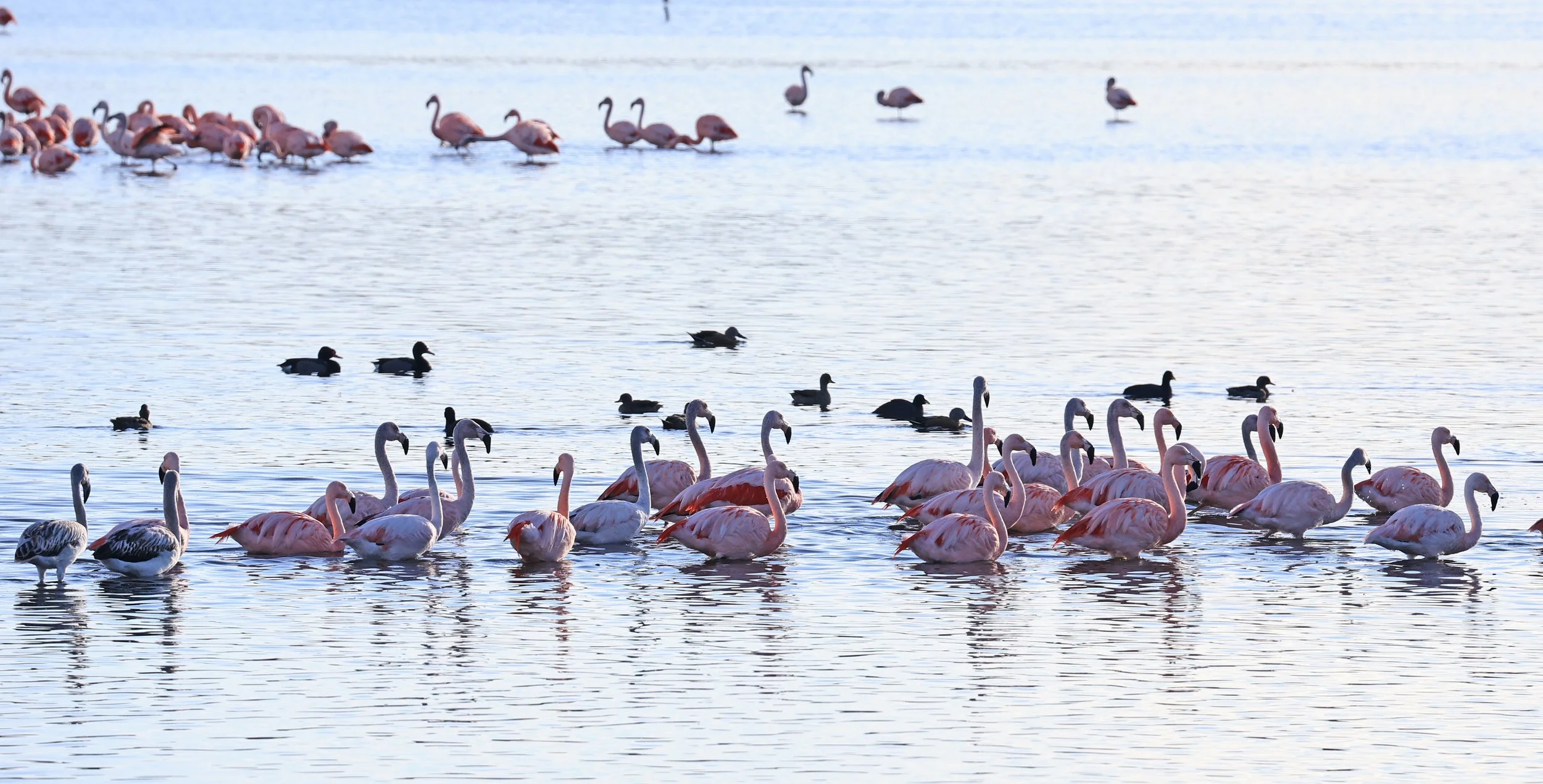 Chilean Flamingo (Phoenicopterus chilensis) Lagunas del Ornitólogo, Trelew Argentina (19).jpg