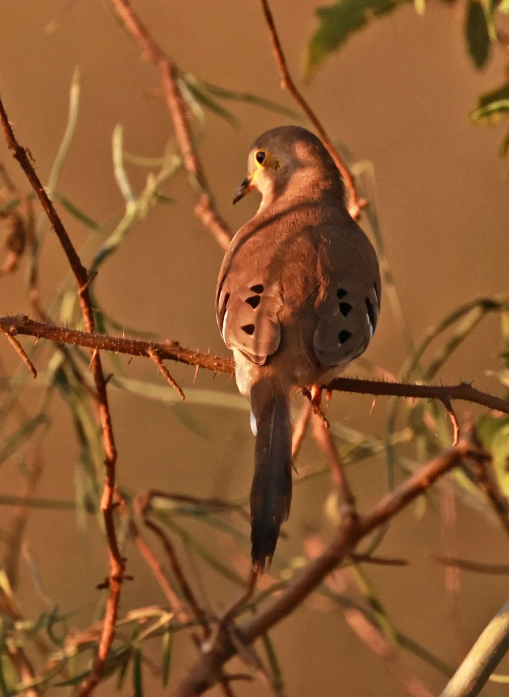 Long-tailed Ground-Dove (Uropelia campestris) Pantanal, Pouso Alegre Lodge, Brazil (4).jpg