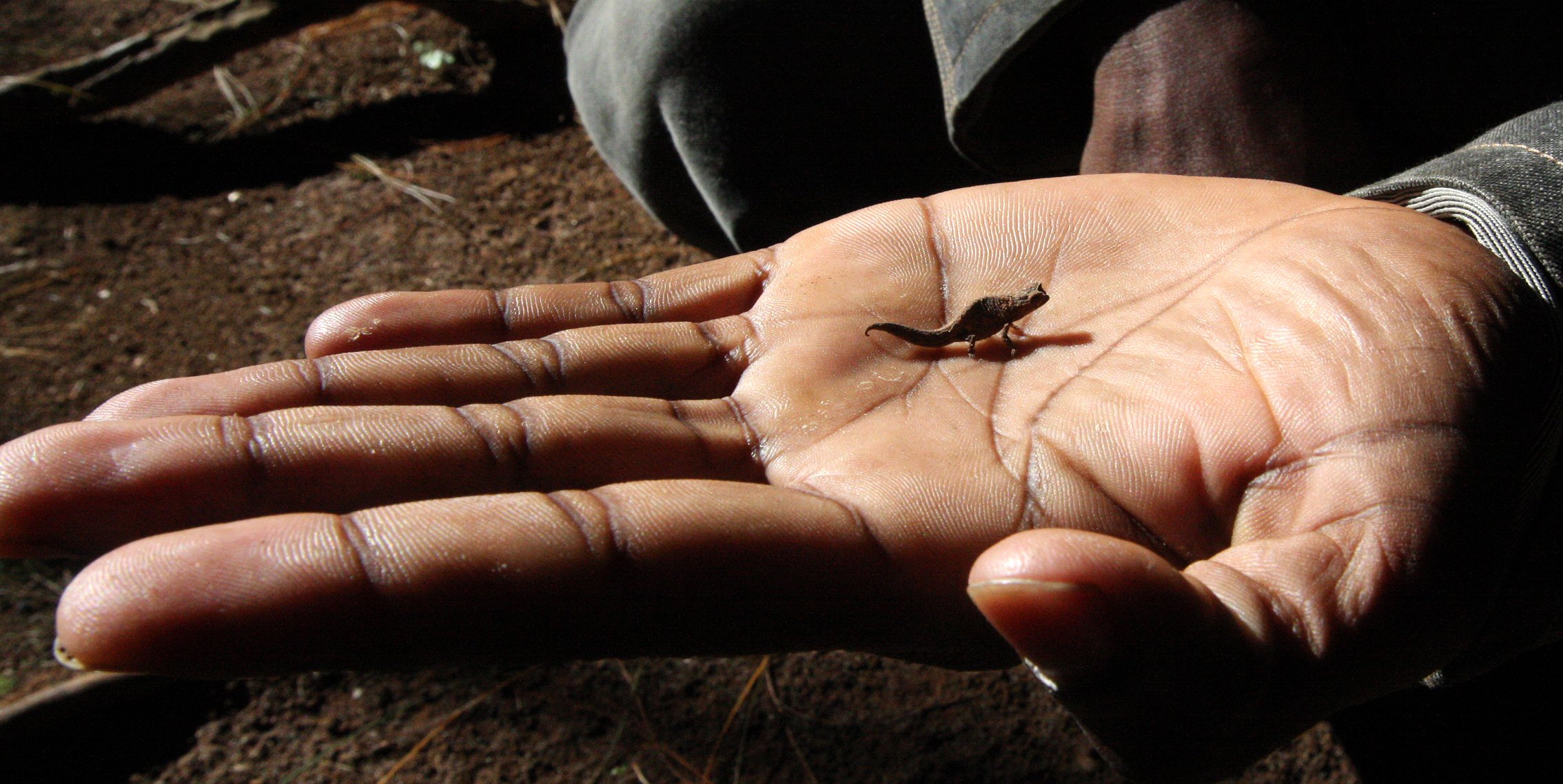 Brookesia tuberculata - MONTAGNE D'AMBRE LEAF CHAMELEON - MONTAGNE D'AMBRE NATIONAL PARK  - WORLD'S SMALLEST SPECIES (37).JPG