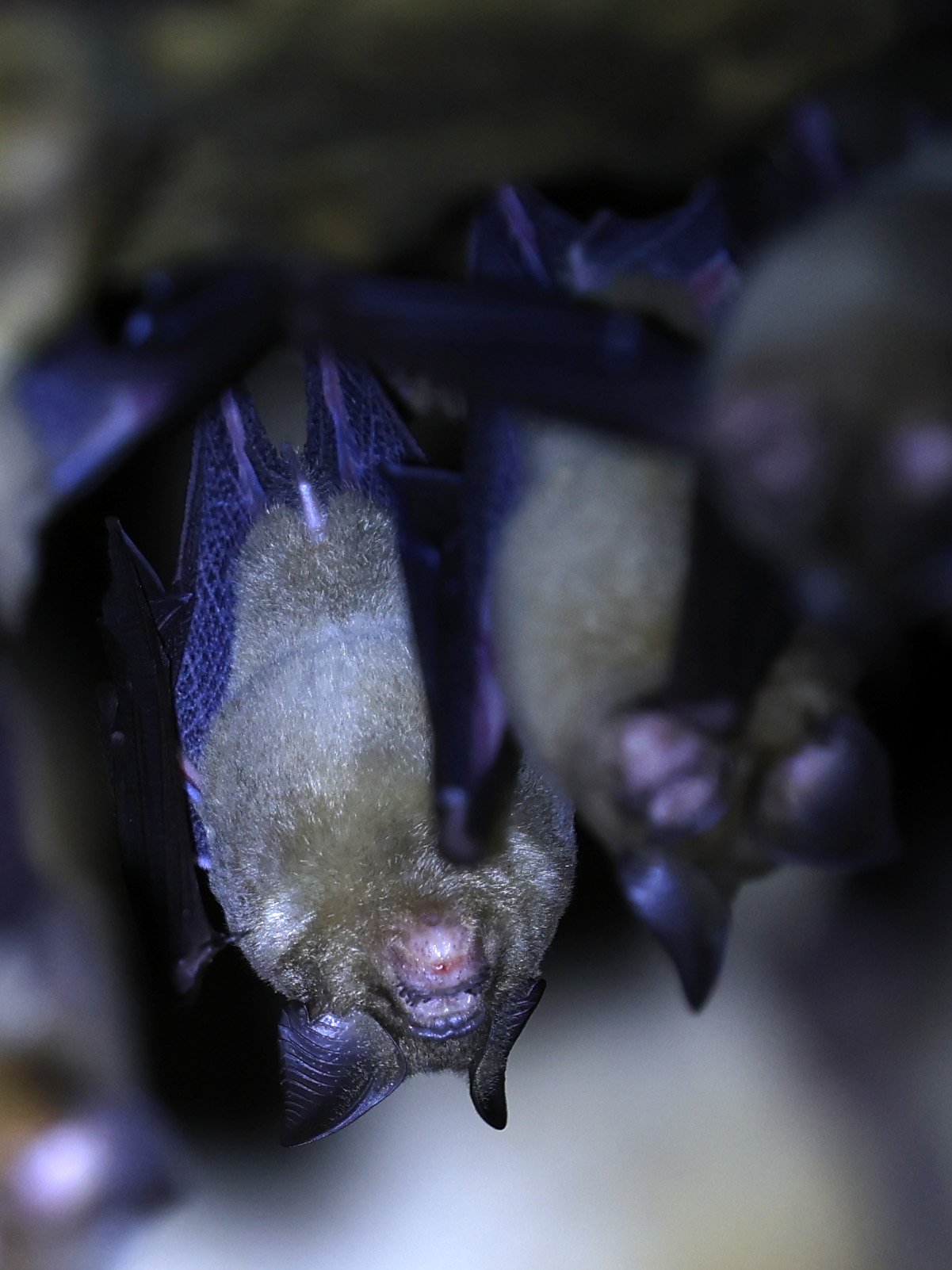 Horsfield’s Leaf-nosed Bat (Hipposideros.larvatus) Wat Tham Sila Thong Temple Pak Chong Thailand near Khao Yai (69).jpg