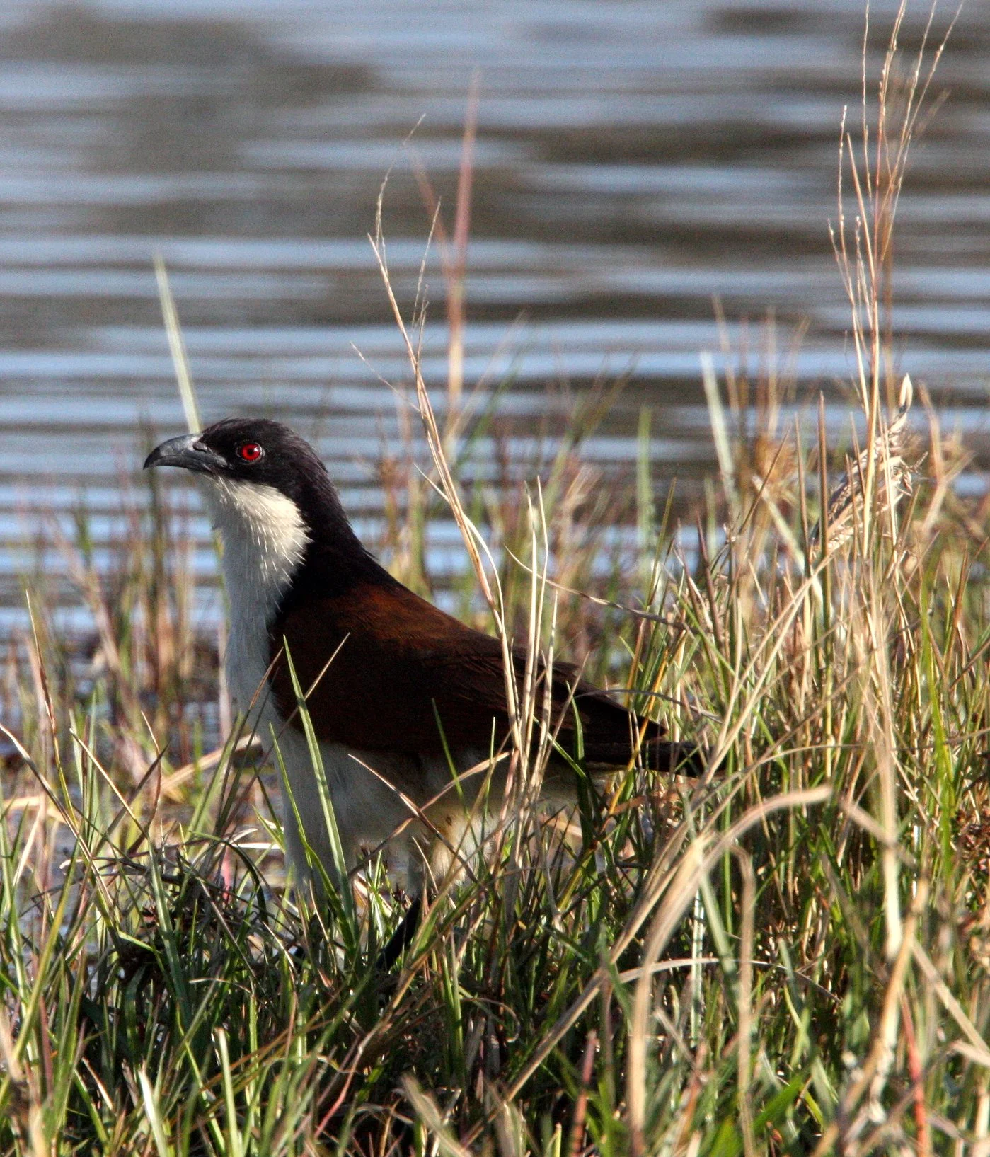 Coppery-tailed Coucal (Centropus cupreicaudis) Khwai Camp Okavango Botswana (5).JPG
