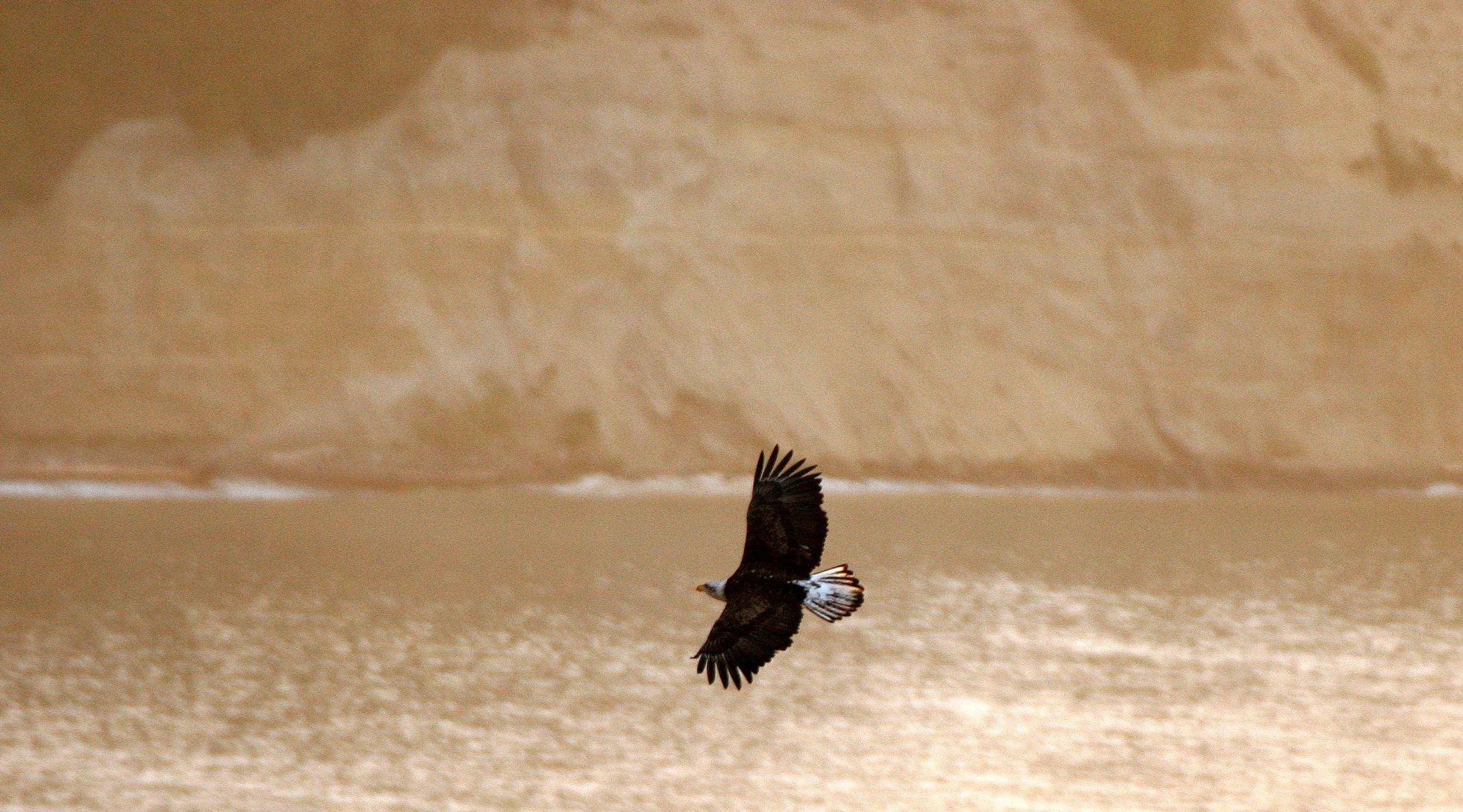 Haliaeetus leucocephalus - AMERICAN BALD EAGLE - LAKE FARM BLUFFS WASHINGTON (72).JPG