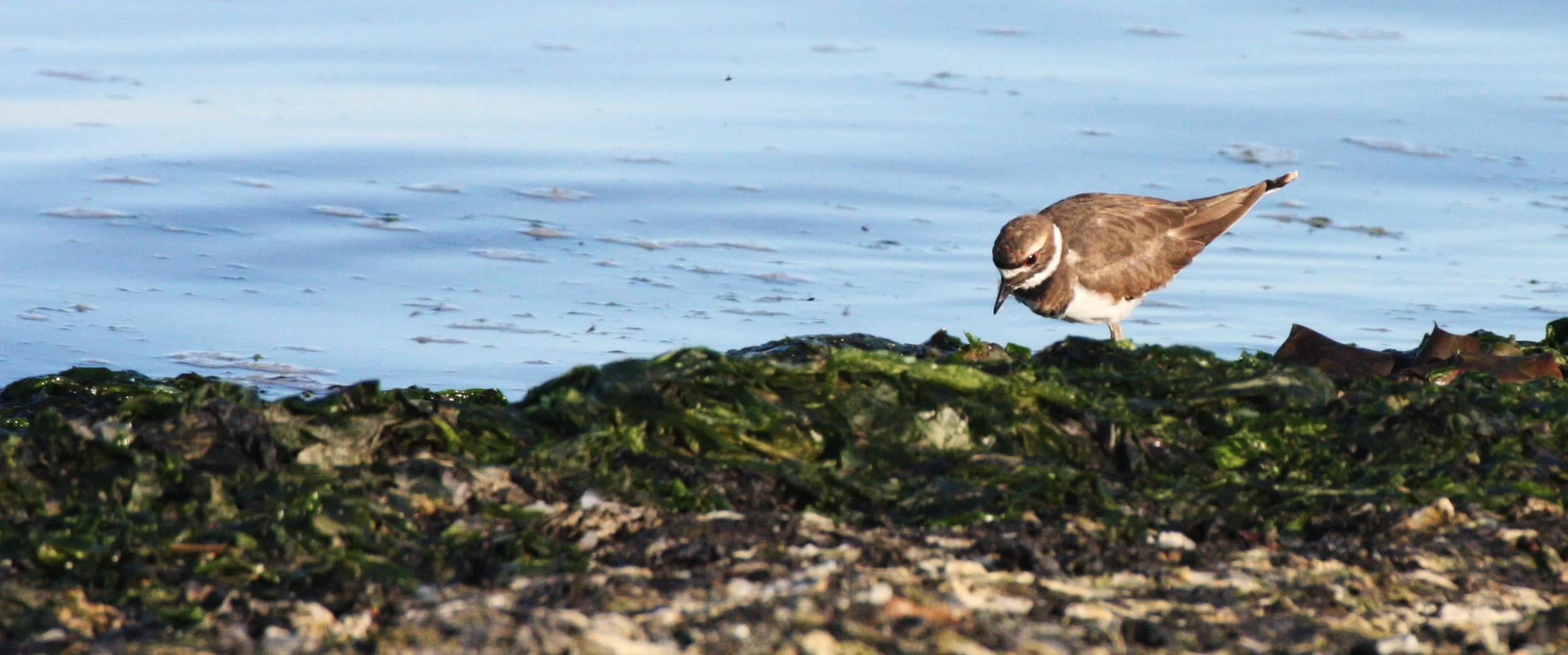BIRD - KILLDEER - SEQUIM BAY WA (9).JPG