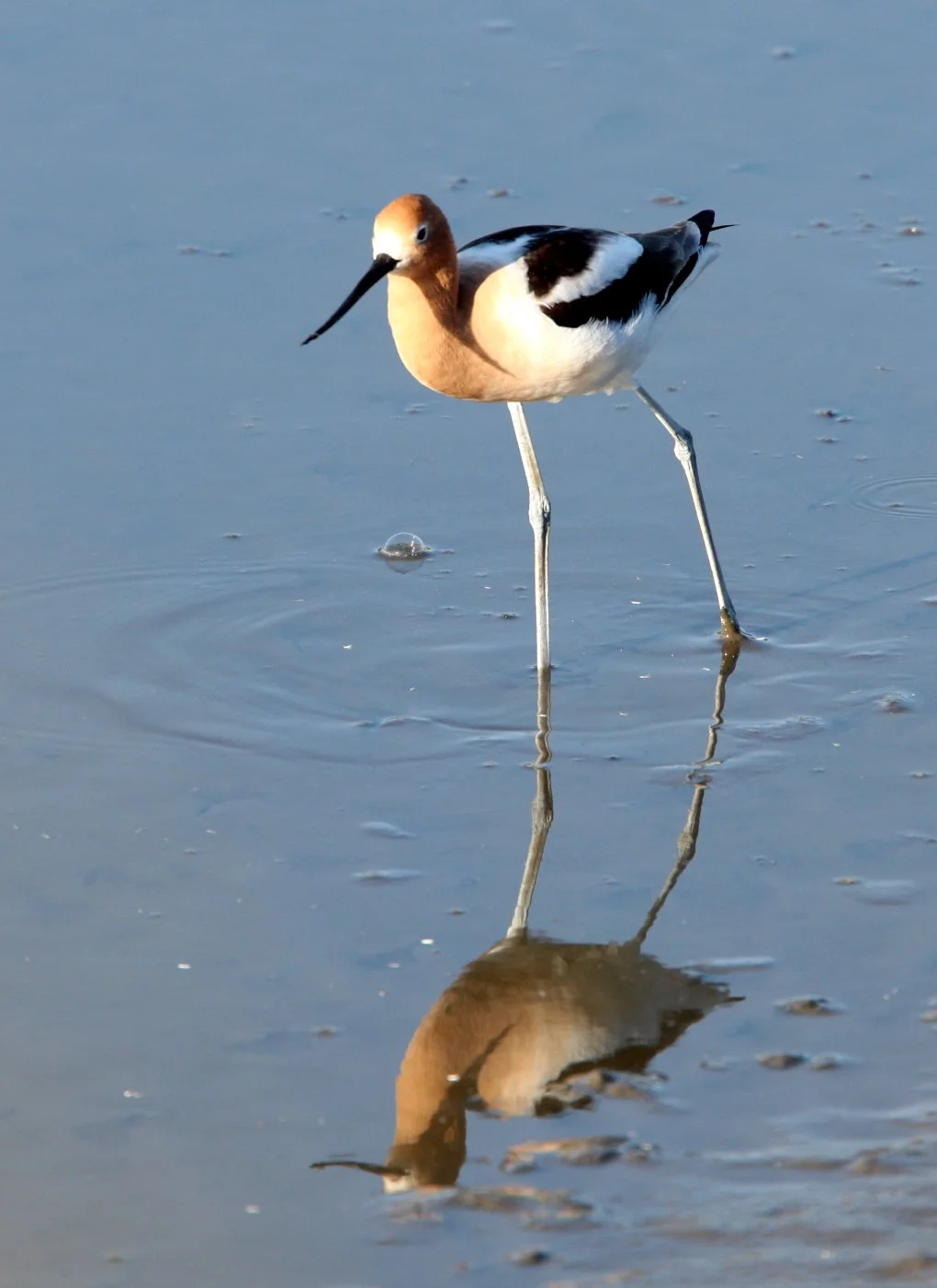 BIRD - AVOCET - AMERICAN AVOCET - SAN JOAQUIN WILDLIFE REFUGE IRVINE CALIFORNIA (5).JPG