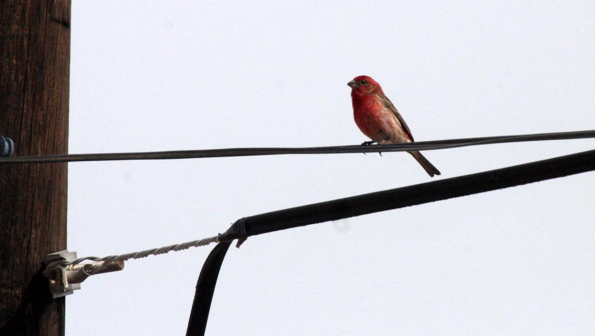 House Finch (Haemorhous mexicanus) San Ignacio Baja Mexico (3).JPG
