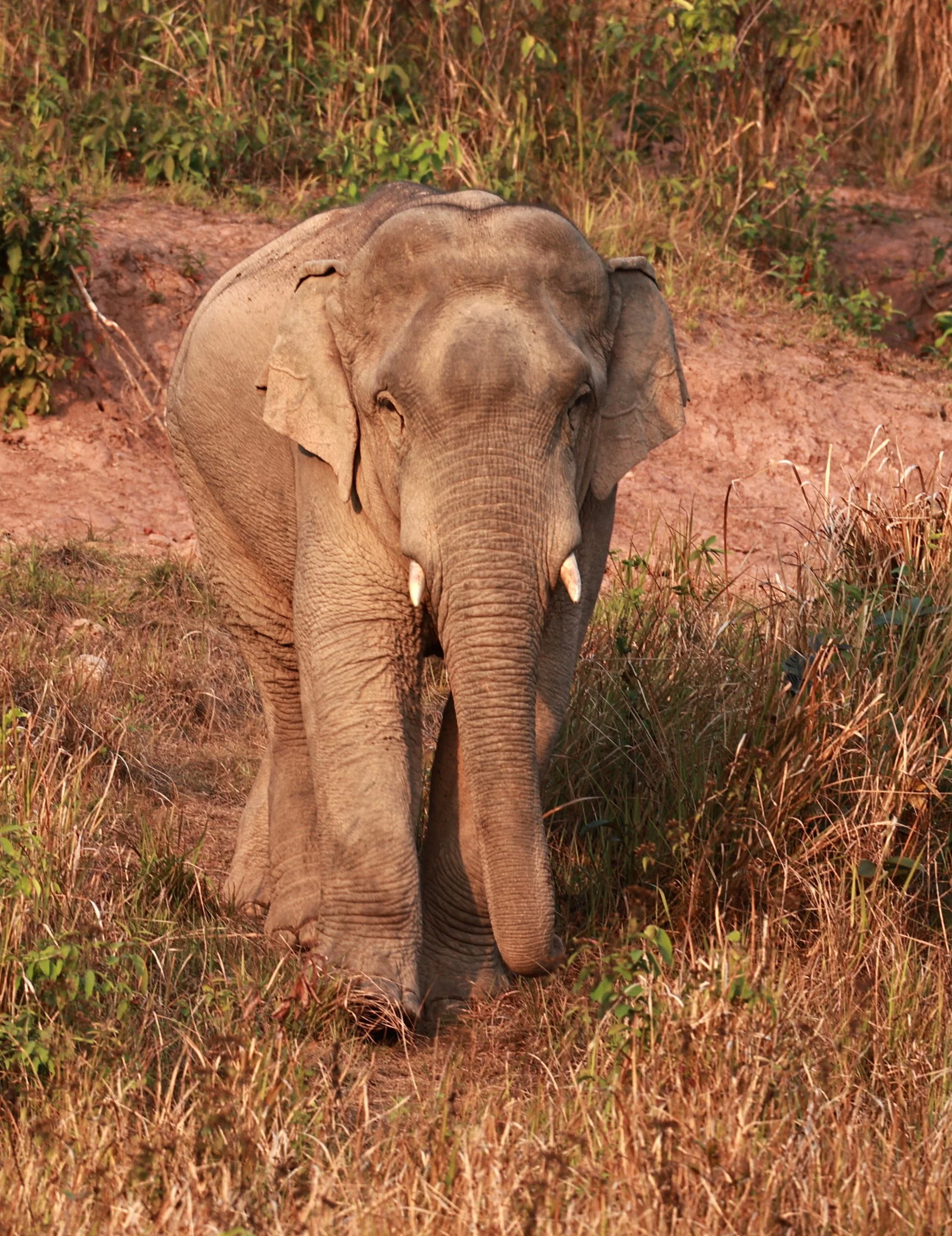 Asian Elephant (Elephas maximus) Khao Yai National Park, Thailand (26).jpg
