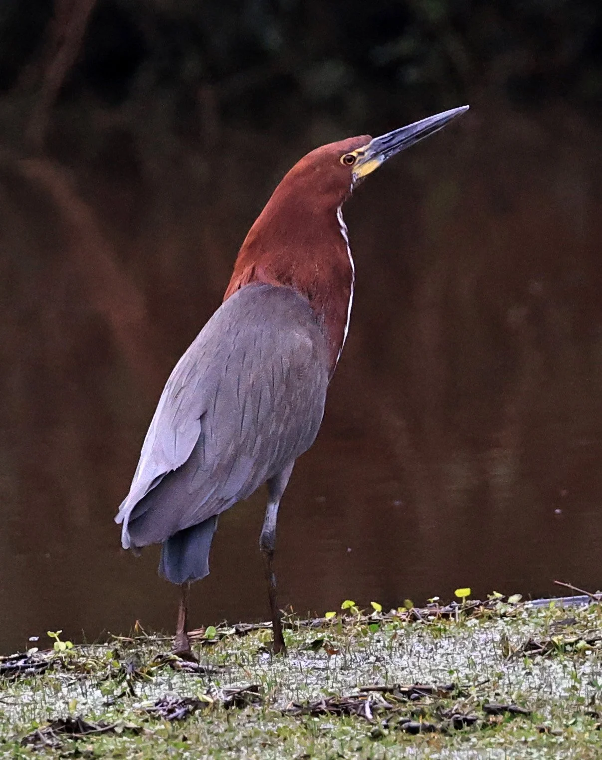 Rufescent Tiger-Heron (Tigrisoma lineatum) El Palmar National Park, Entre Rios, Argentina (1).jpg