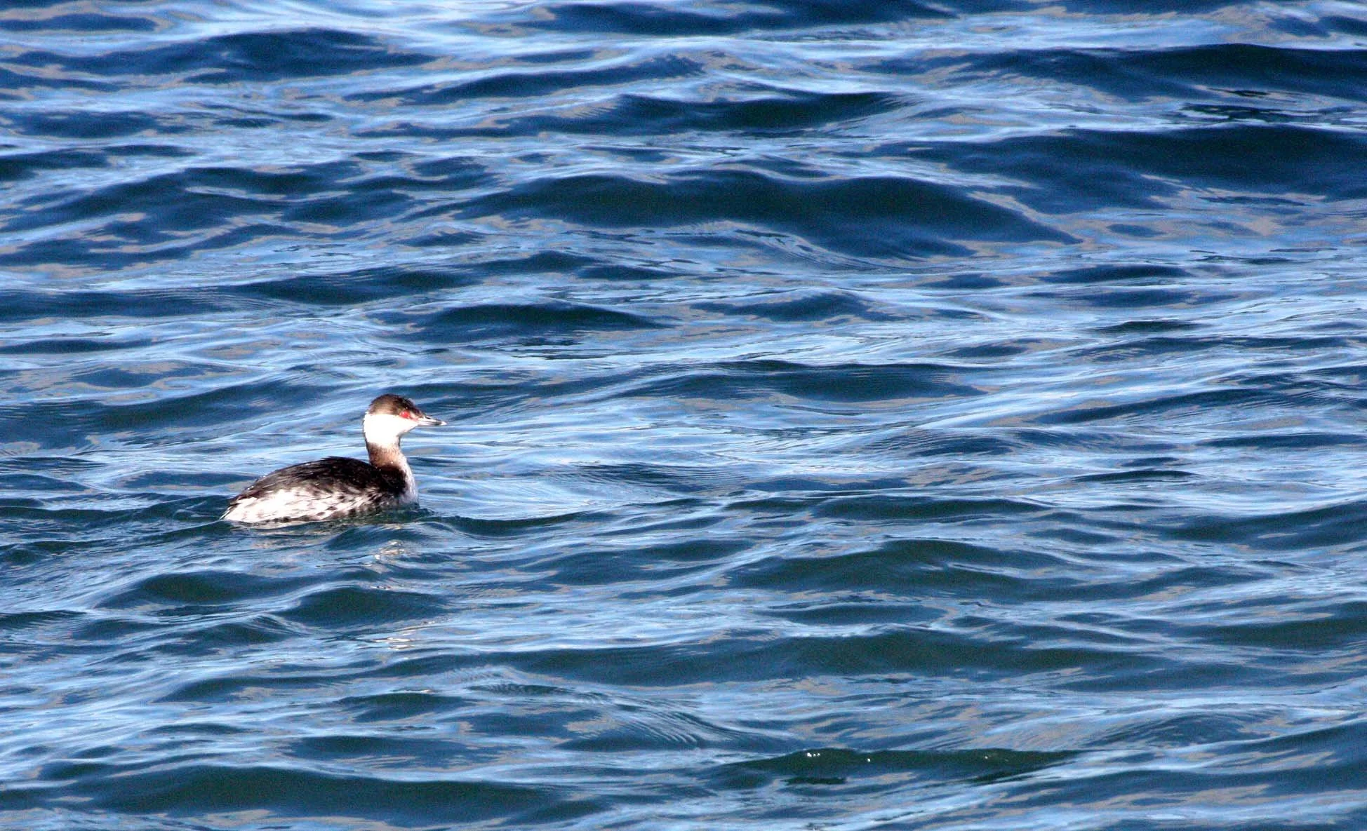 Horned Grebe (Podiceps auritus) Port Angeles Harbor Washington (3).JPG