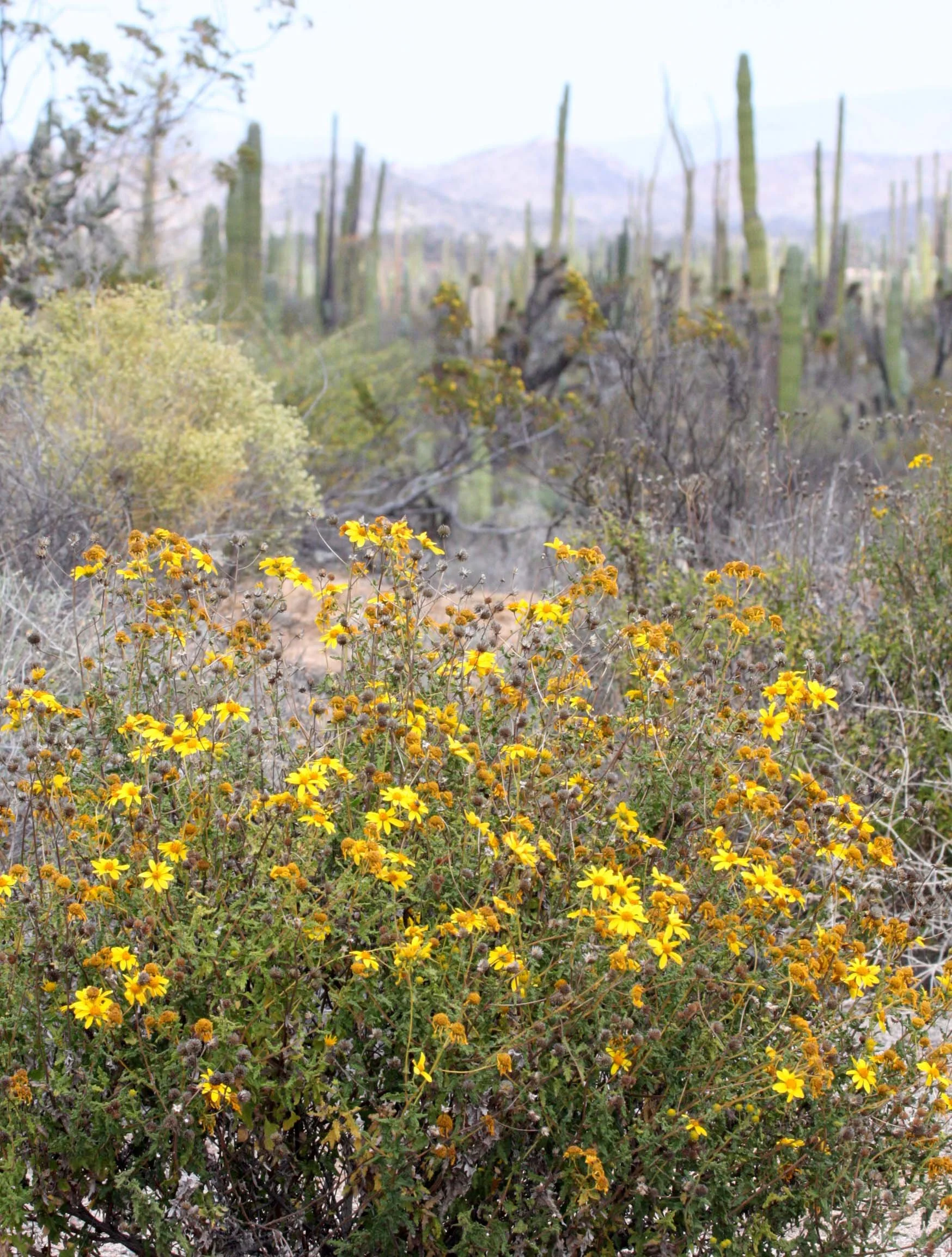ASTERACEAE - ENCELIA FARINOSA - BRITTLEBRUSH - INCIENSO - DESIERTO BAHIA DE LOS ANGELES BAJA MEXICO.JPG