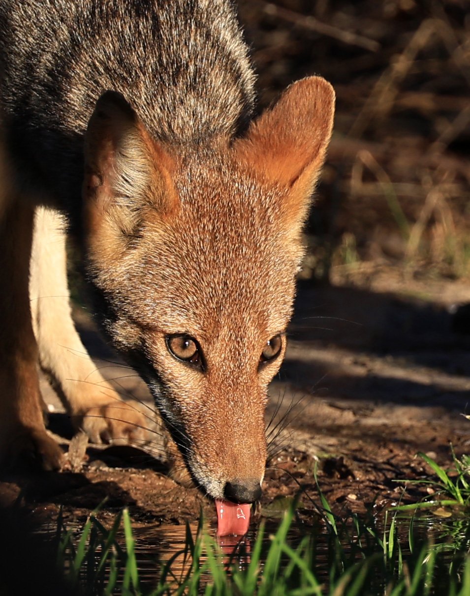Pampas Fox (Lycalopex gymnocerca) Reserva Natural Canada el Carmen, Paraguay  (81).jpg