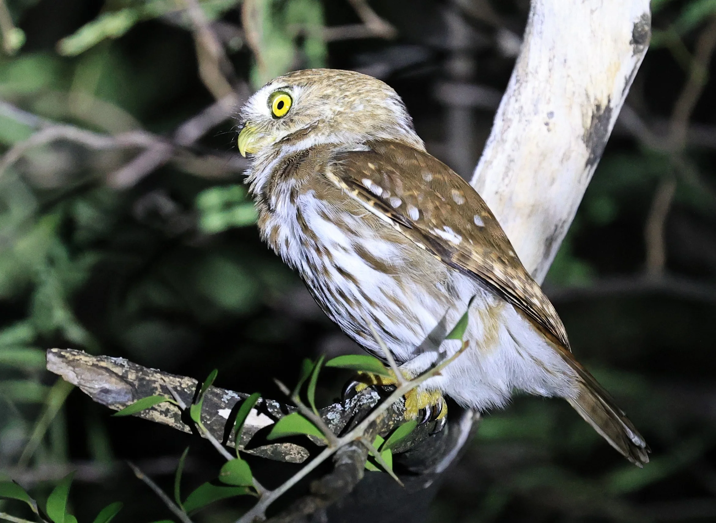 Ferruginous Pygmy-Owl (Glaucidium brasilianum) Reserva Nueland  Selva Serena (51).jpg