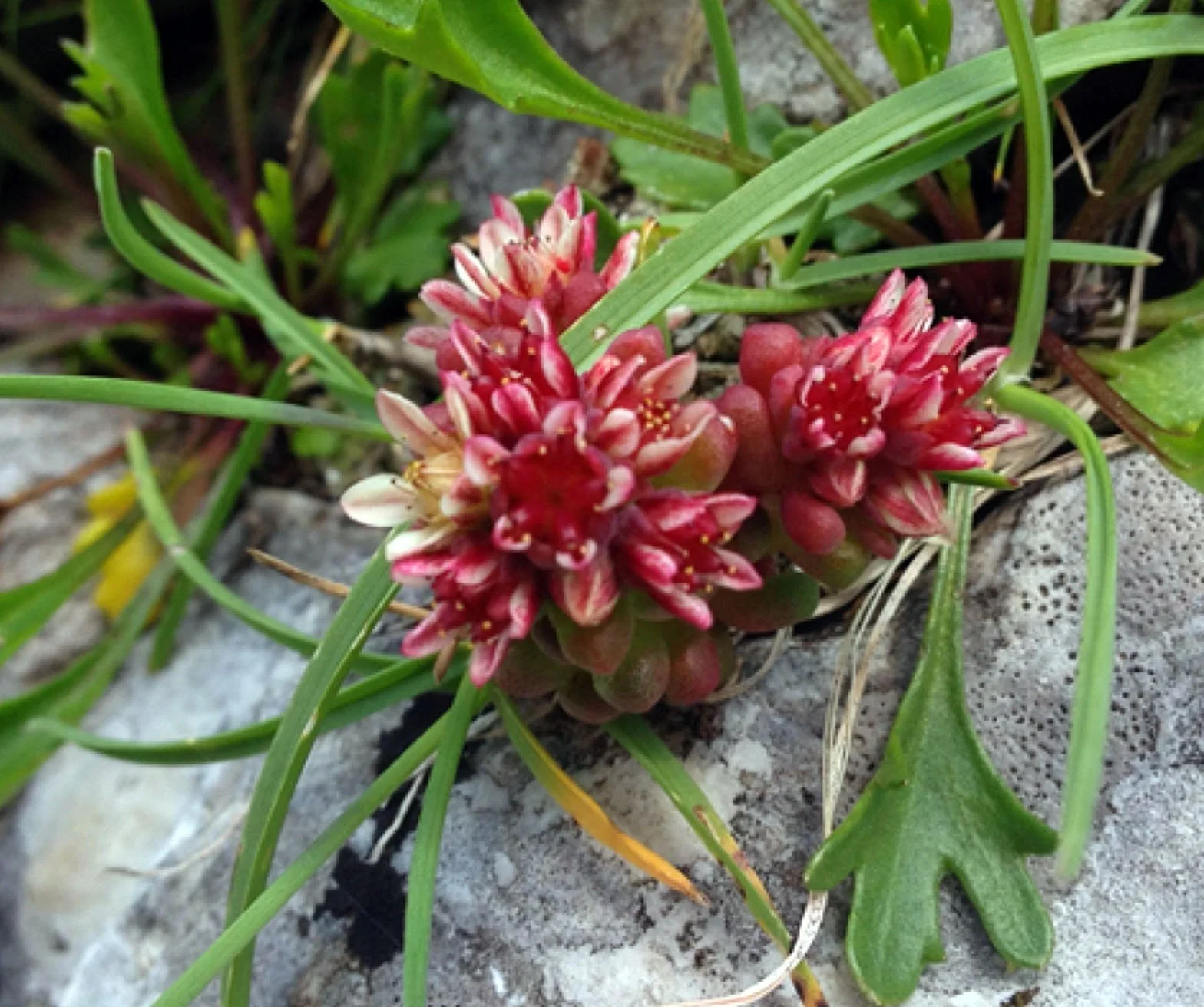 ITALY - IPHONE IMAGES (63).JPG