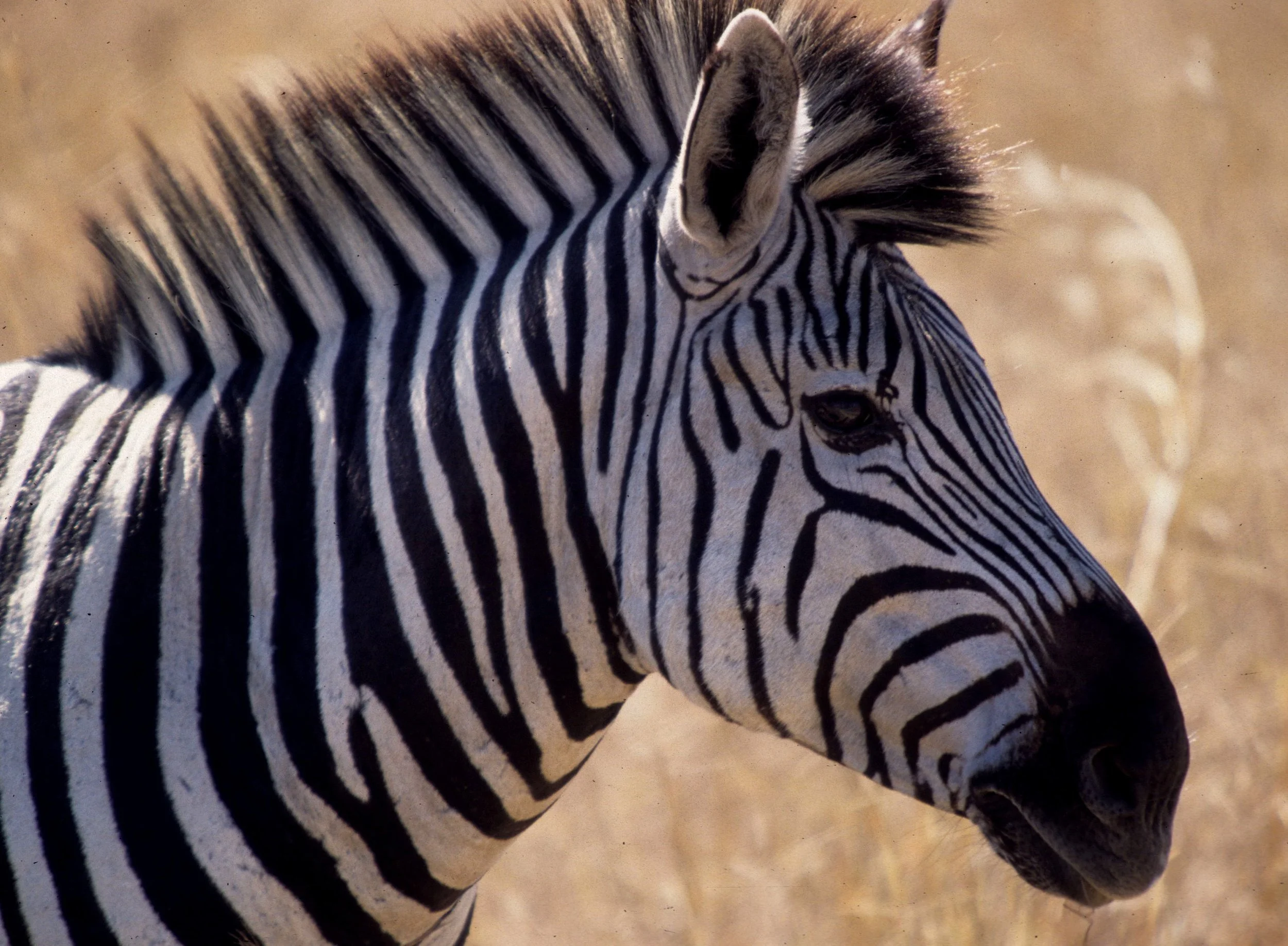 EQUIN - ZEBRA - COMMON - SERENGETI (23).jpg