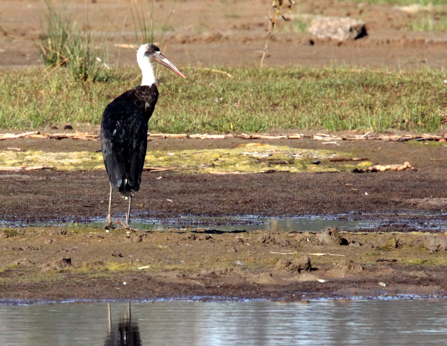 STORK - AFRICAN WOOLLY-NECKED STORK - Ciconia microscelis - SAINT LUCIA NATURE RESERVES SOUTH AFRICA (21).JPG