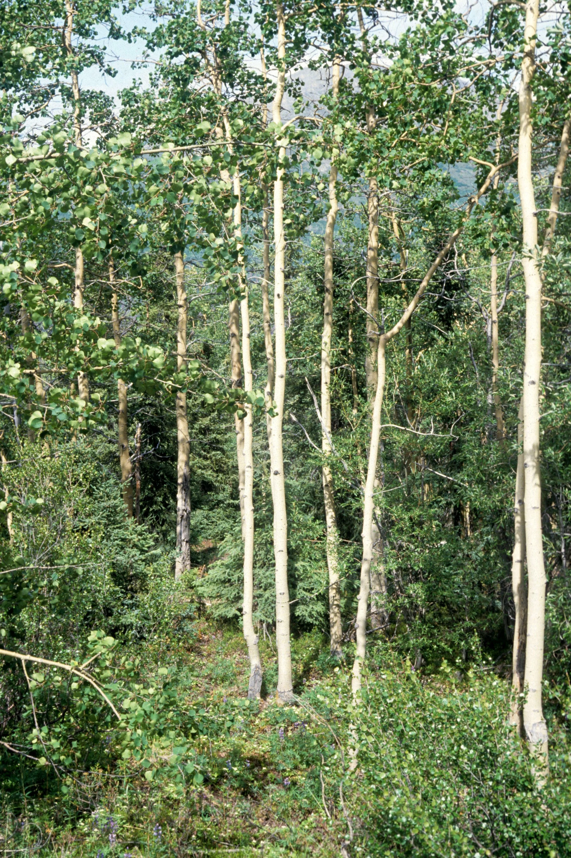 ALASKA - QUAKING ASPEN GROVE.jpg