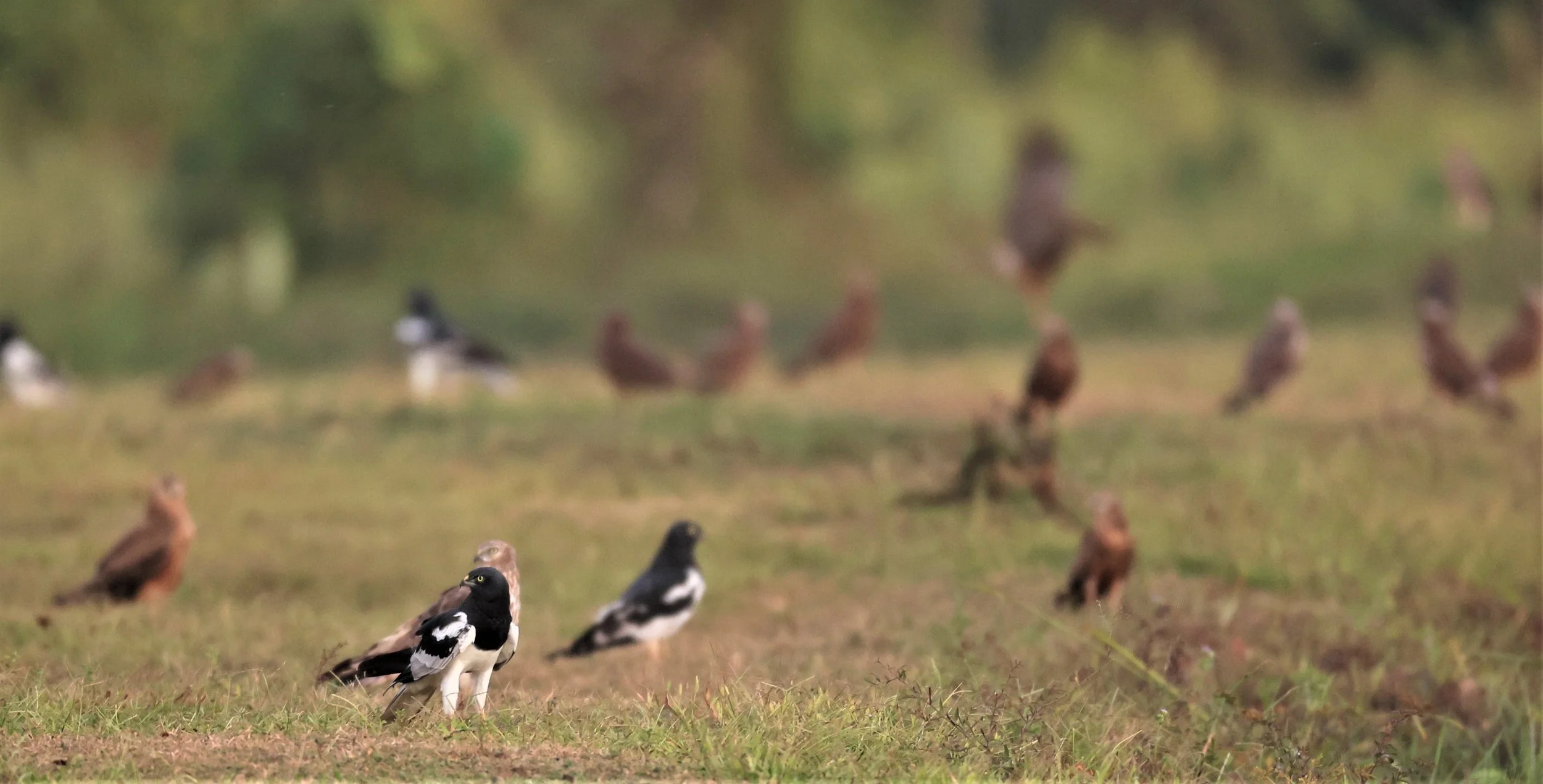 HARRIER - PIED HARRIER - Circus melanoleucos - YONOK CHIANG SAEN CHIANG RAI - ROOST (112).JPG