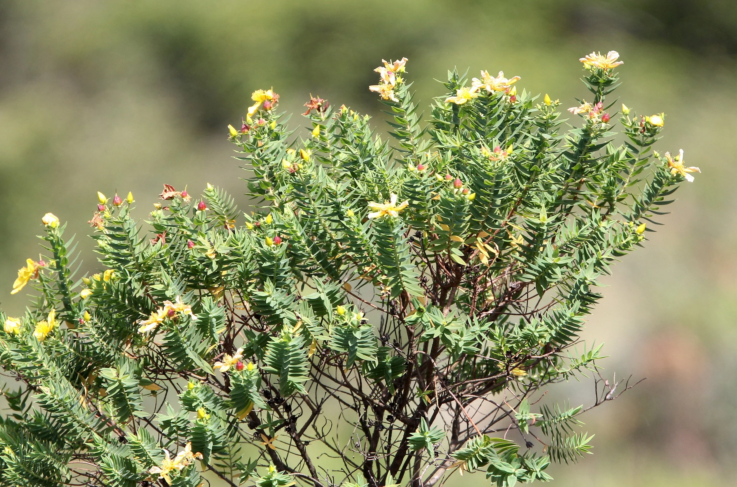 ERAVIKULAM NATIONAL PARK, KERALA INDIA (1).JPG