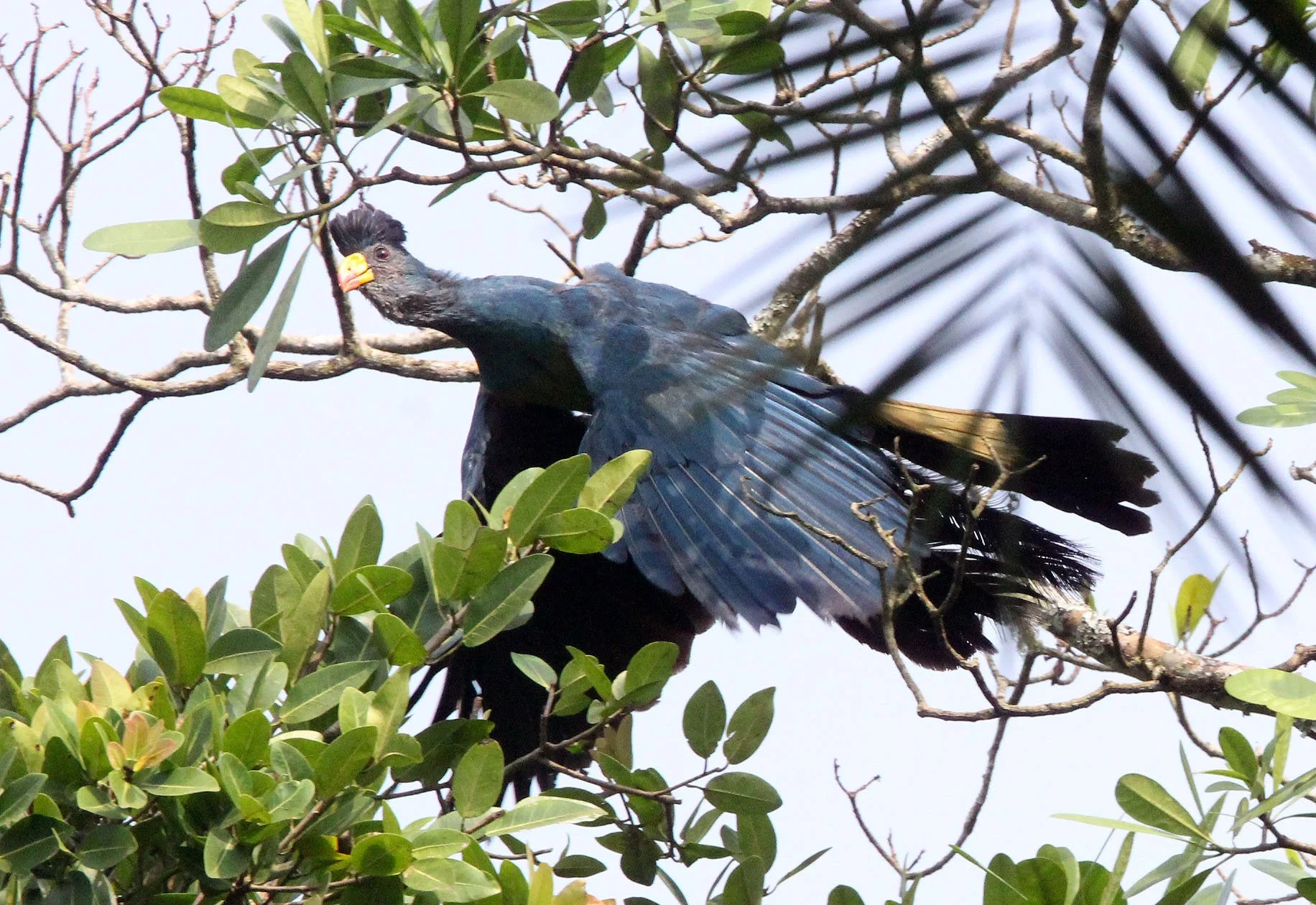 Great Blue Turaco (Corythaeola cristata) Kibale NP Uganda (3).JPG