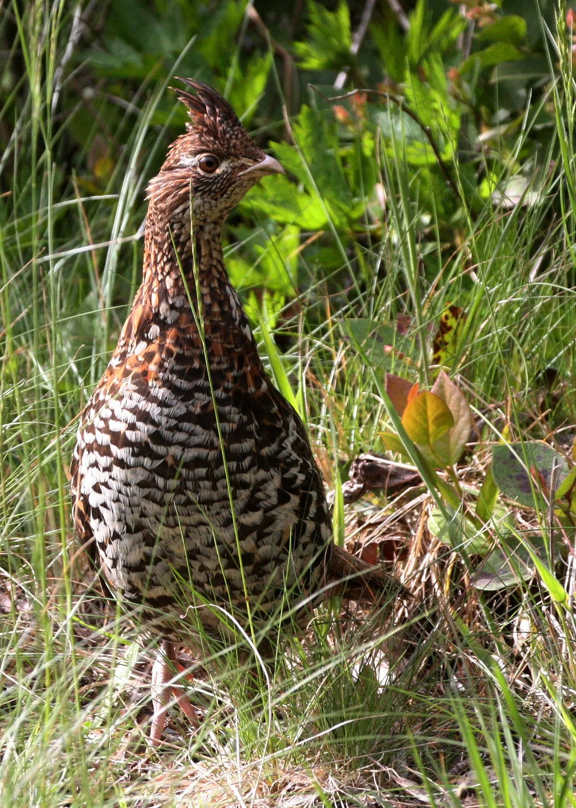 GROUSE - RUFFED GROUSE - Bonasa umbellus - DUNCAN MEMORIAL CEDAR TREE ROAD - WEST END OF ONP WA (5).JPG