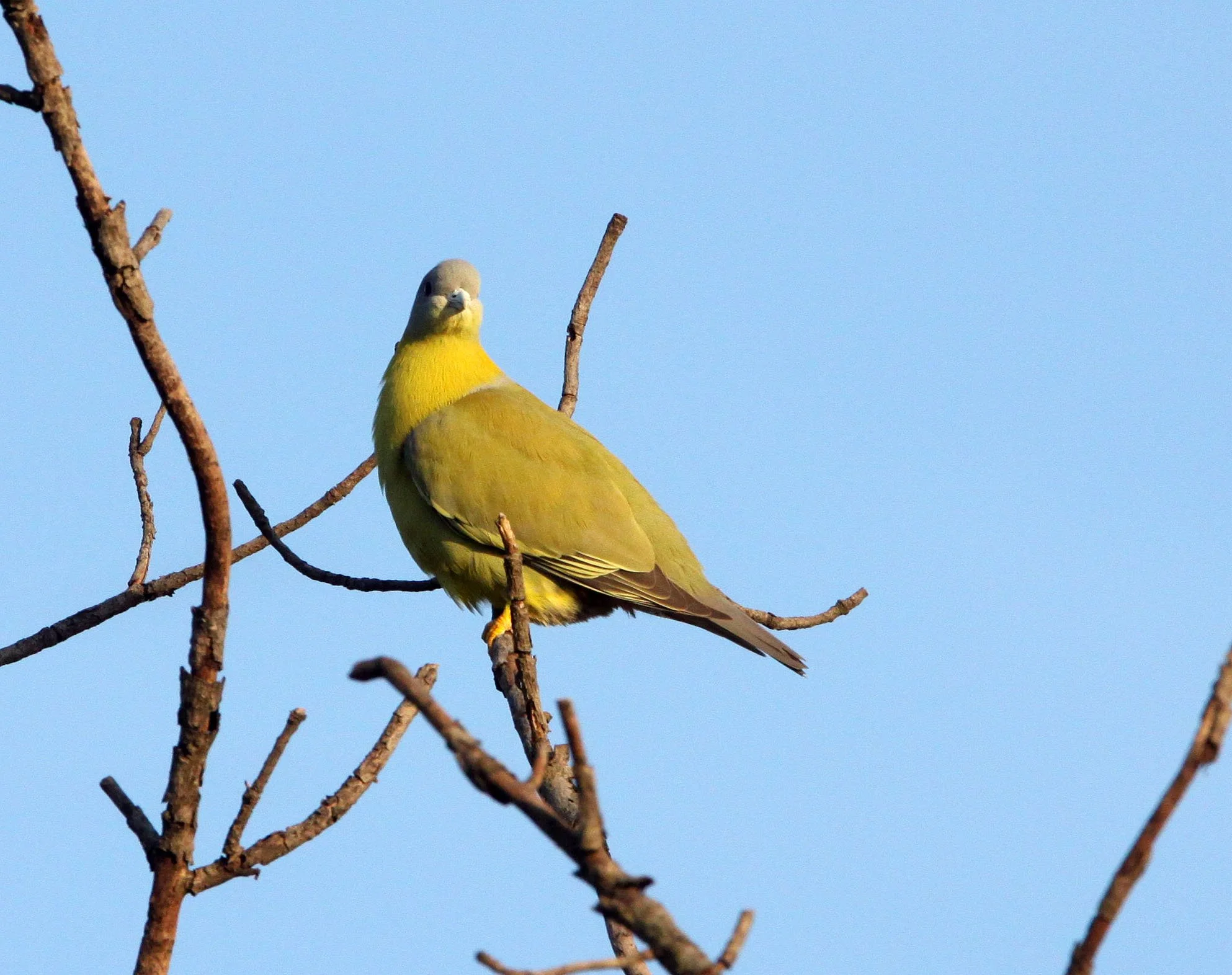Yellow-footed Green Pigeon (Treron phoenicopterus) Gir Forest Sasan Gir Gujarat India (4).JPG