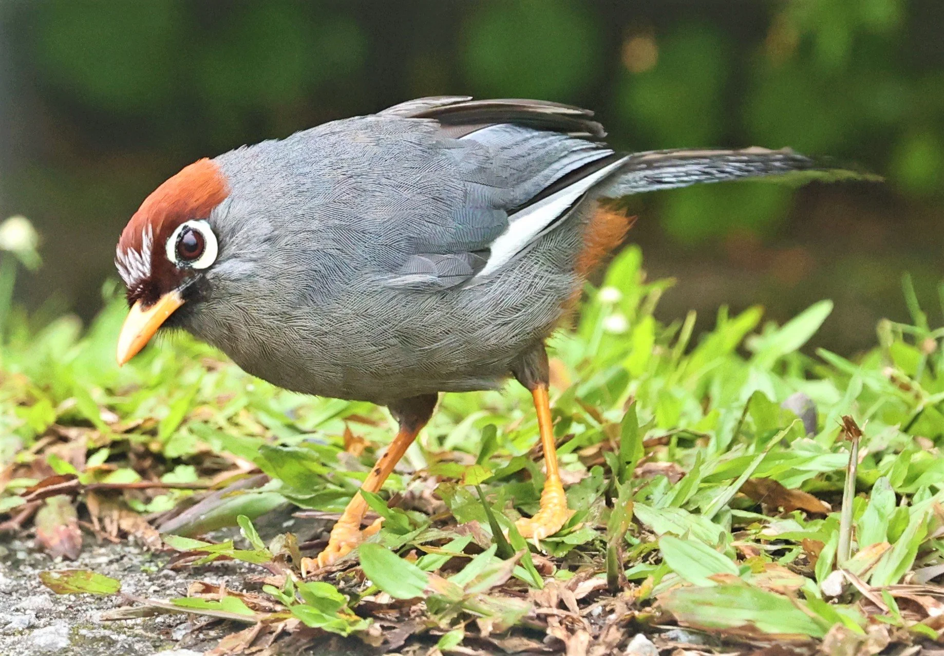 Pterorhinus mitratus - CHESTNUT-CAPPED LAUGHINGTHRUSH - FRASER'S HILL RAUB DISTRICT PAHANG MALAYSIA (6).jpg