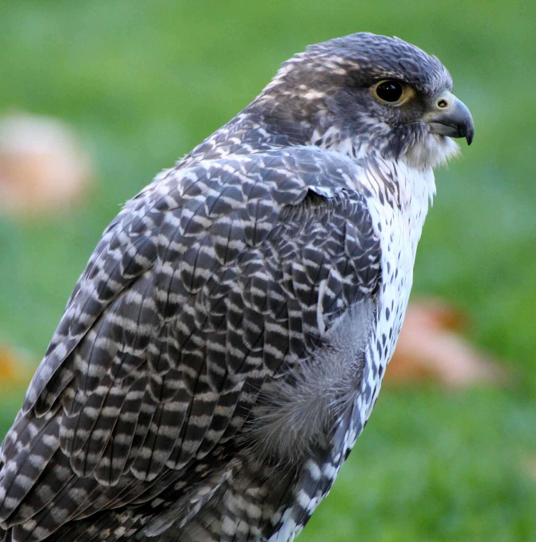 Falco rusticolus - GYRFALCON - WOODLAND PARK WA (1).JPG