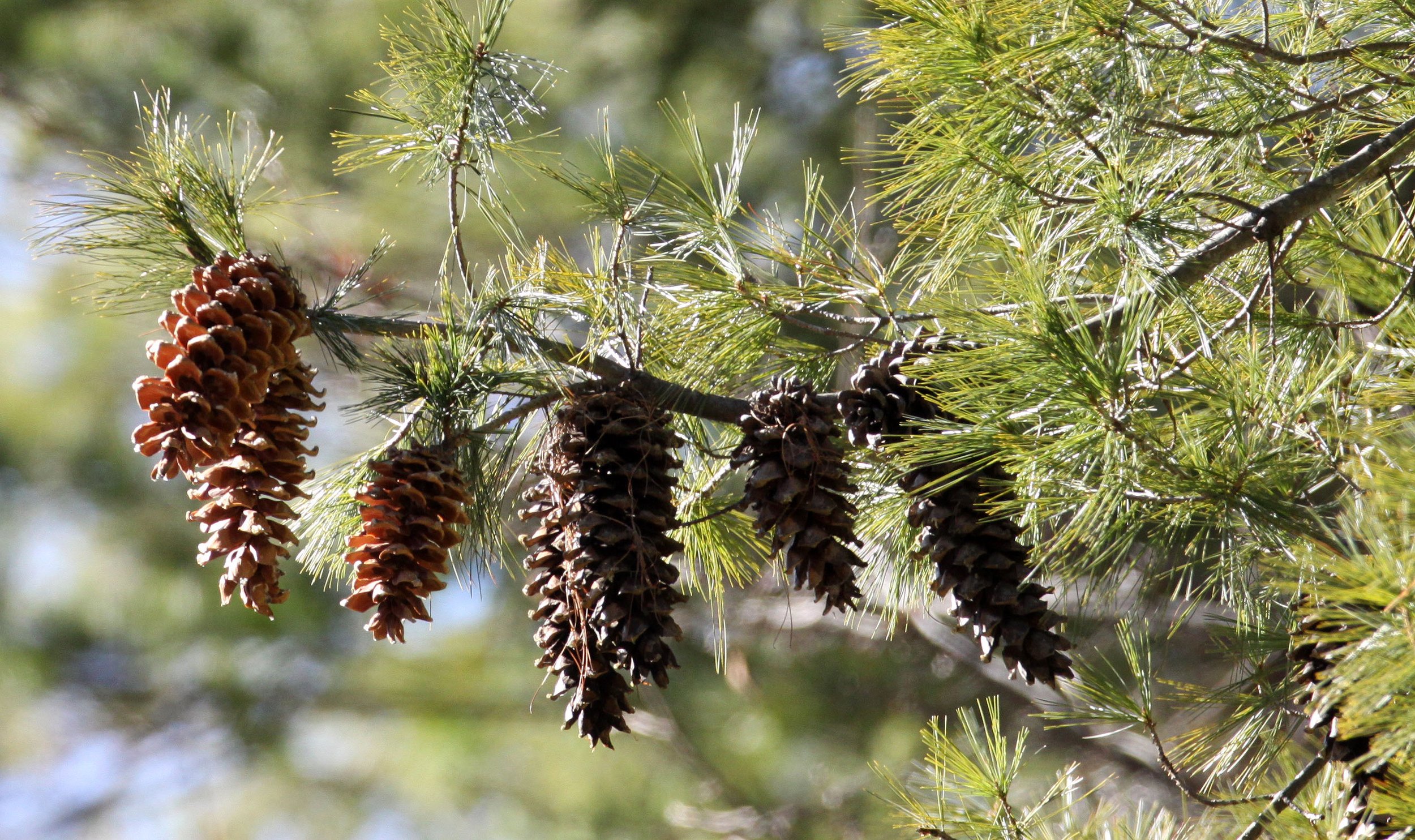 YUNNAN - BAIMA SNOW MOUNTAIN NATIONAL PARK - WOODLANDS (1).JPG