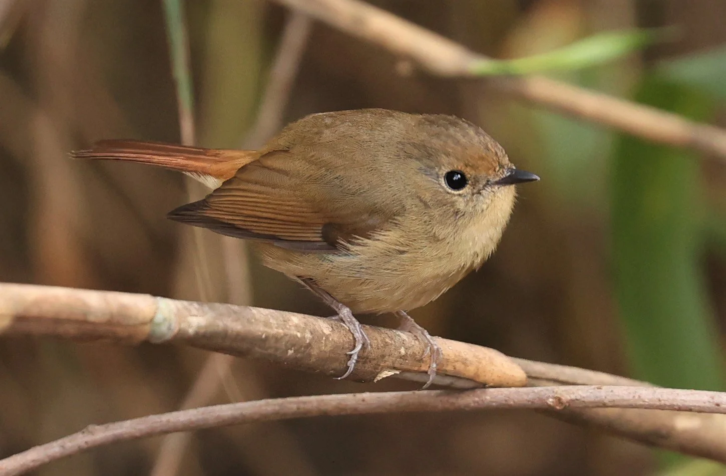 FLYCATCHER - SLATY-BLUE FLYCATCHER - Ficedula tricolor - DOI LANG WEST, DOI PHA HOM POK NP, CHIANG MAI DEC 2021 (20).jpg