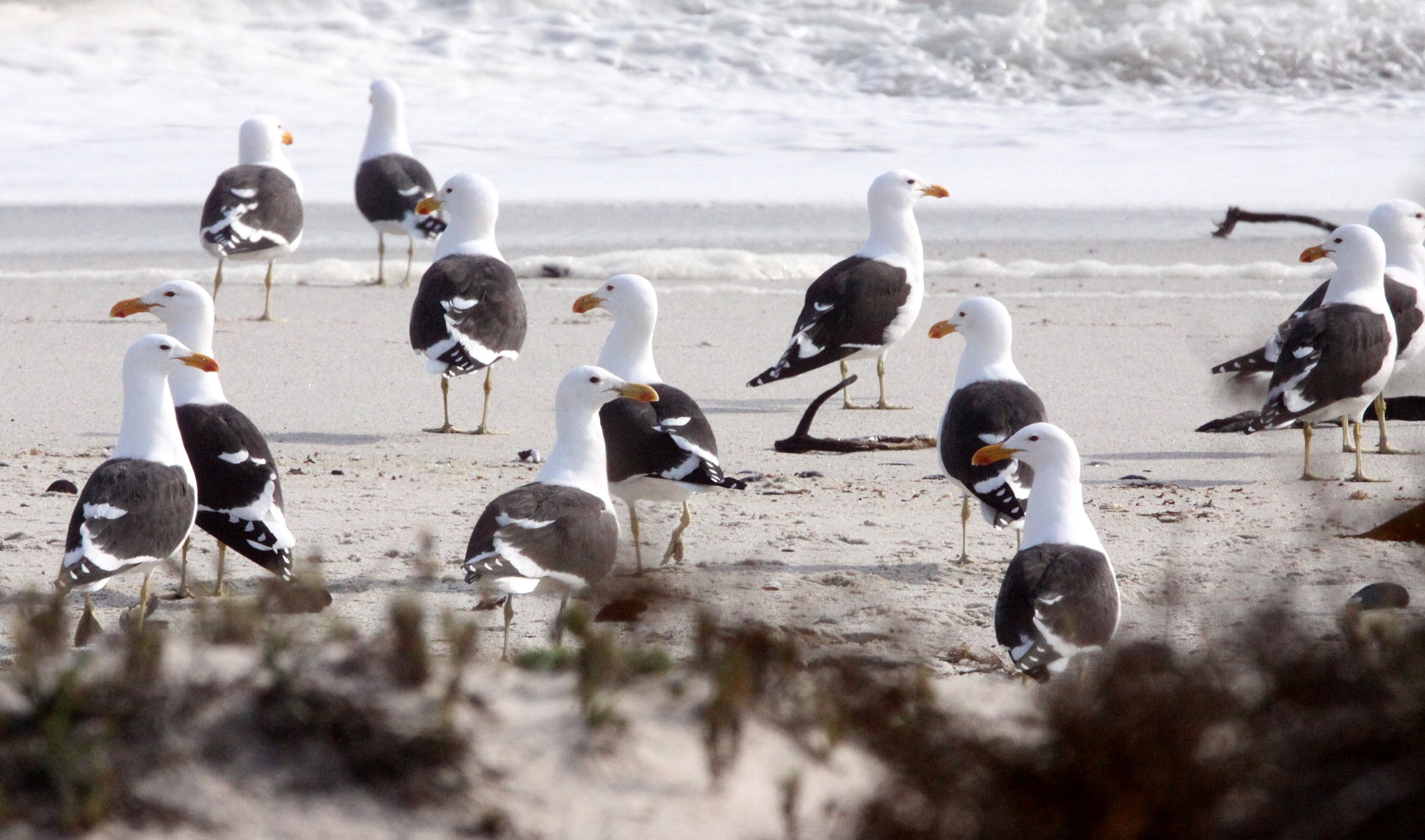 BIRD - GULL - CAPE OR KELP GULL - BIRD ISLAND LAMBERT'S BAY SOUTH AFRICA (3).JPG